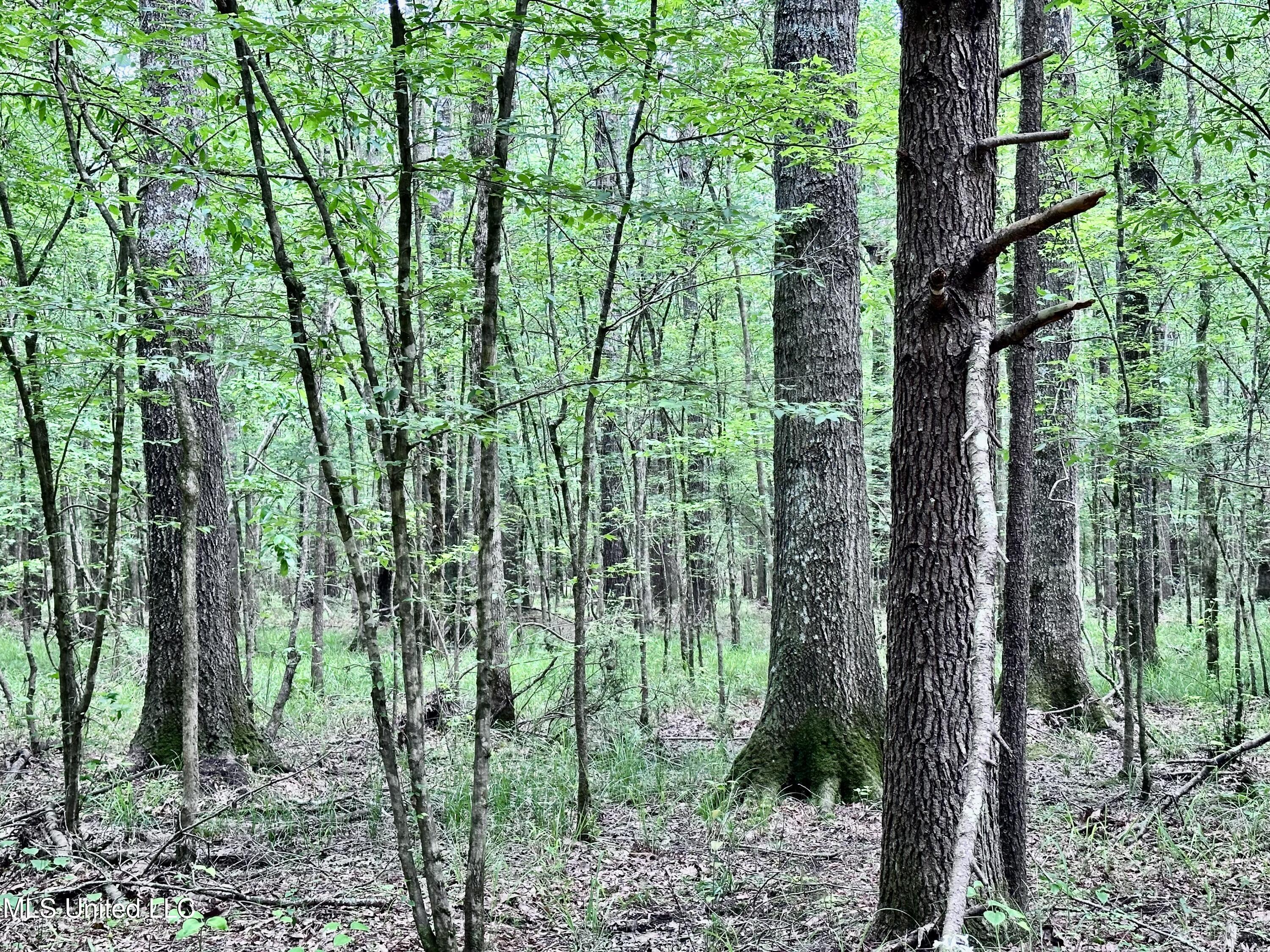 21959 Hwy 80 Property Photo 33