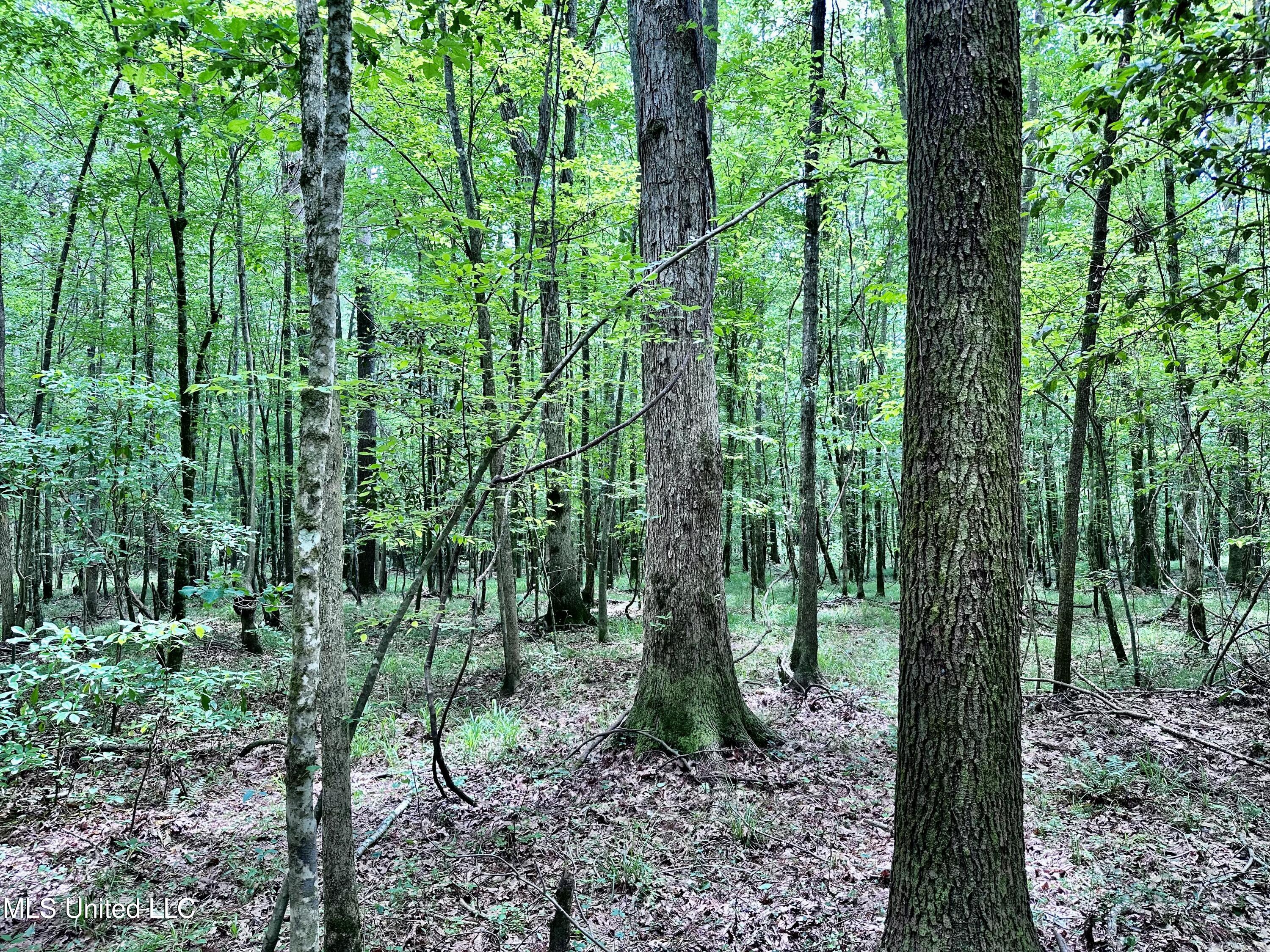 21959 Hwy 80 Property Photo 34