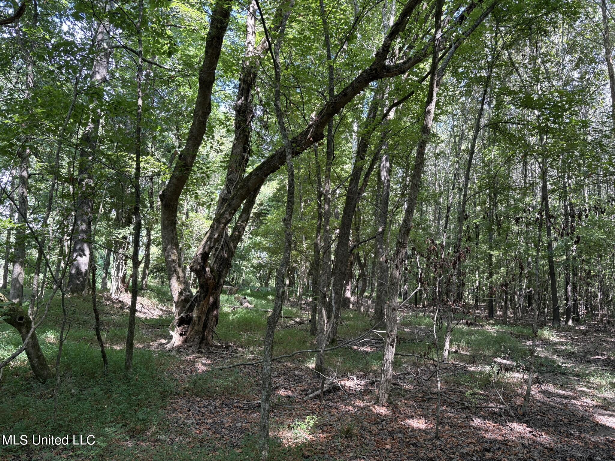 333 Paul White Road Property Photo 39