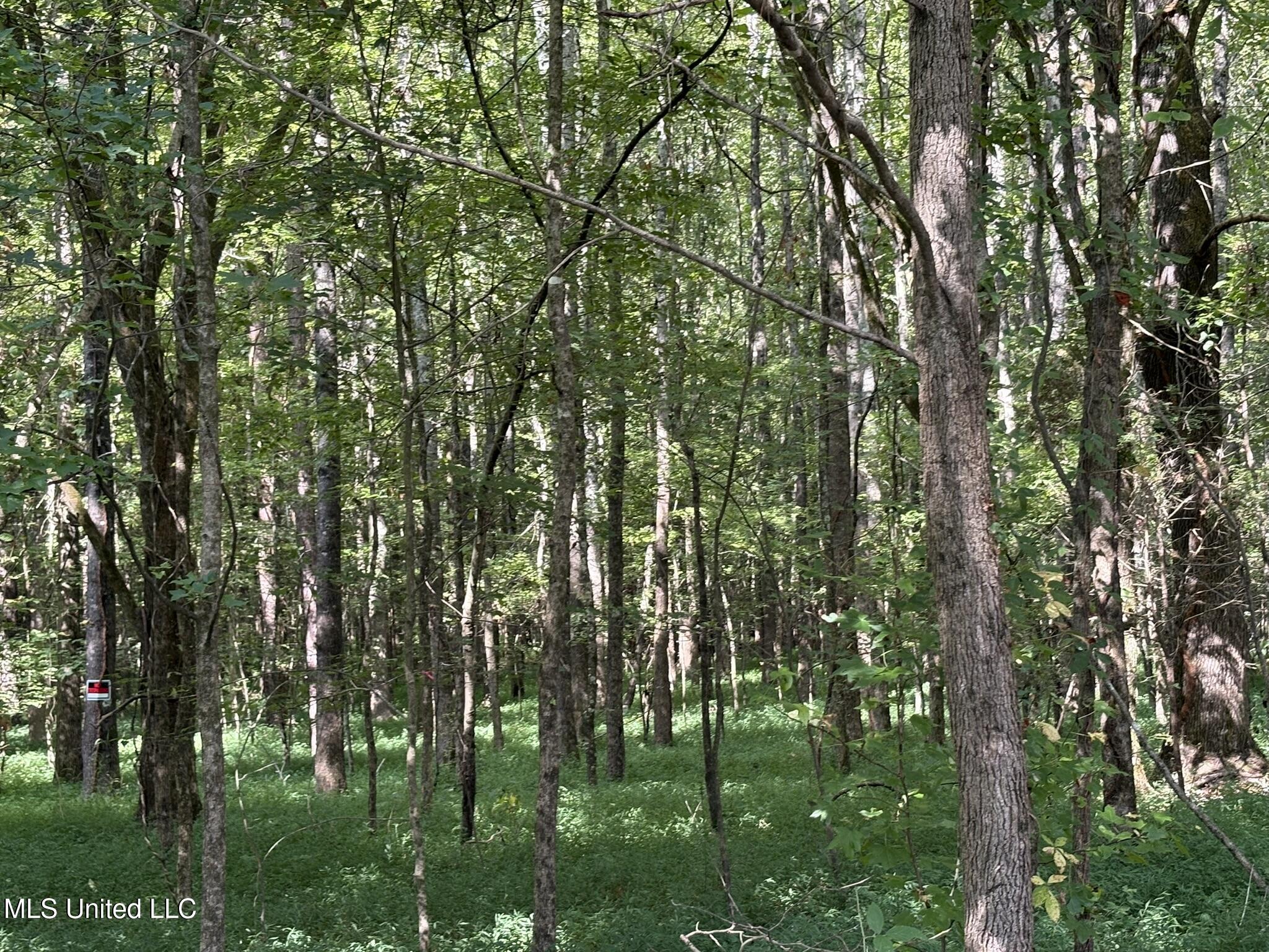 333 Paul White Road Property Photo 41