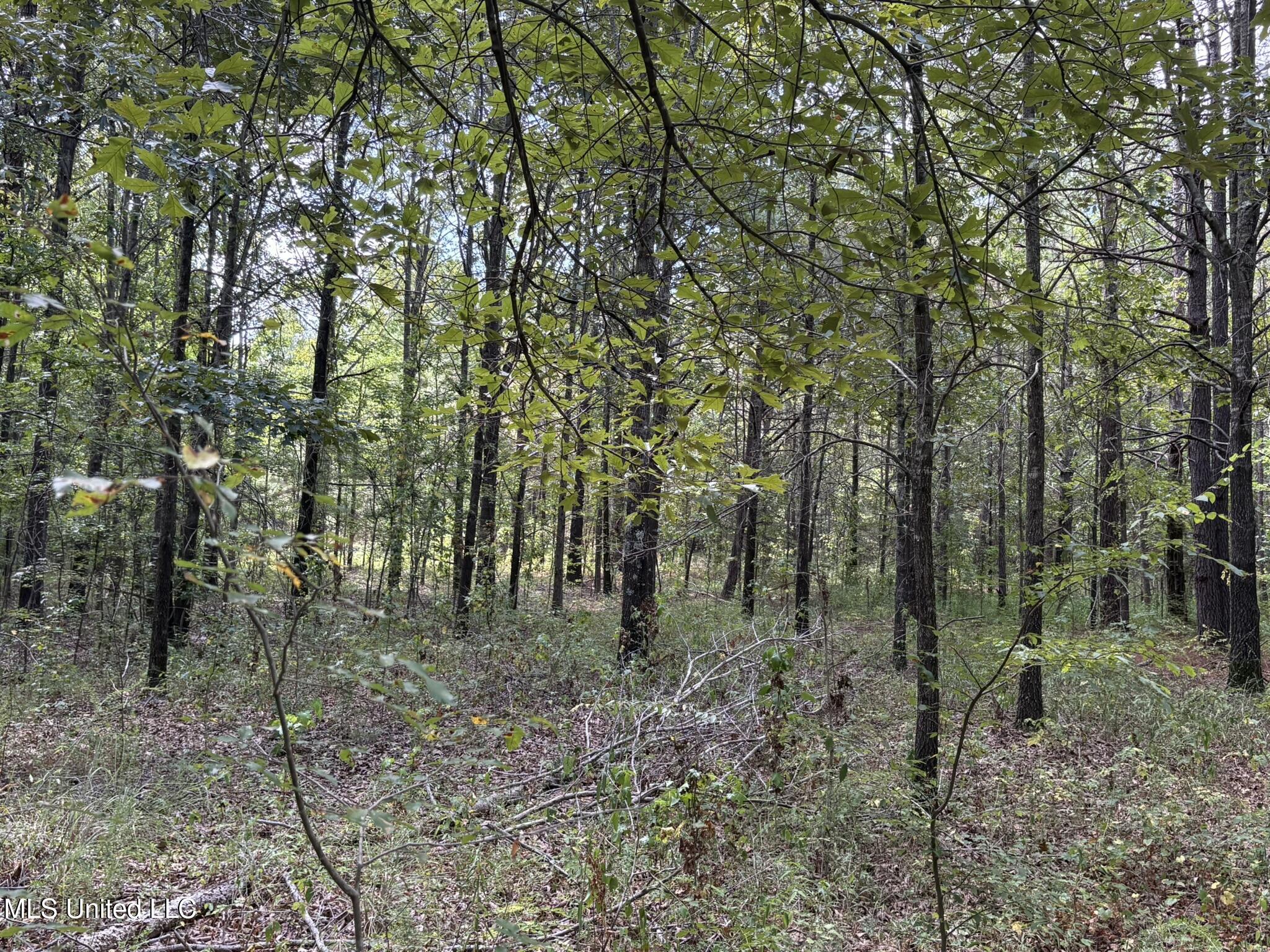 333 Paul White Road Property Photo 43