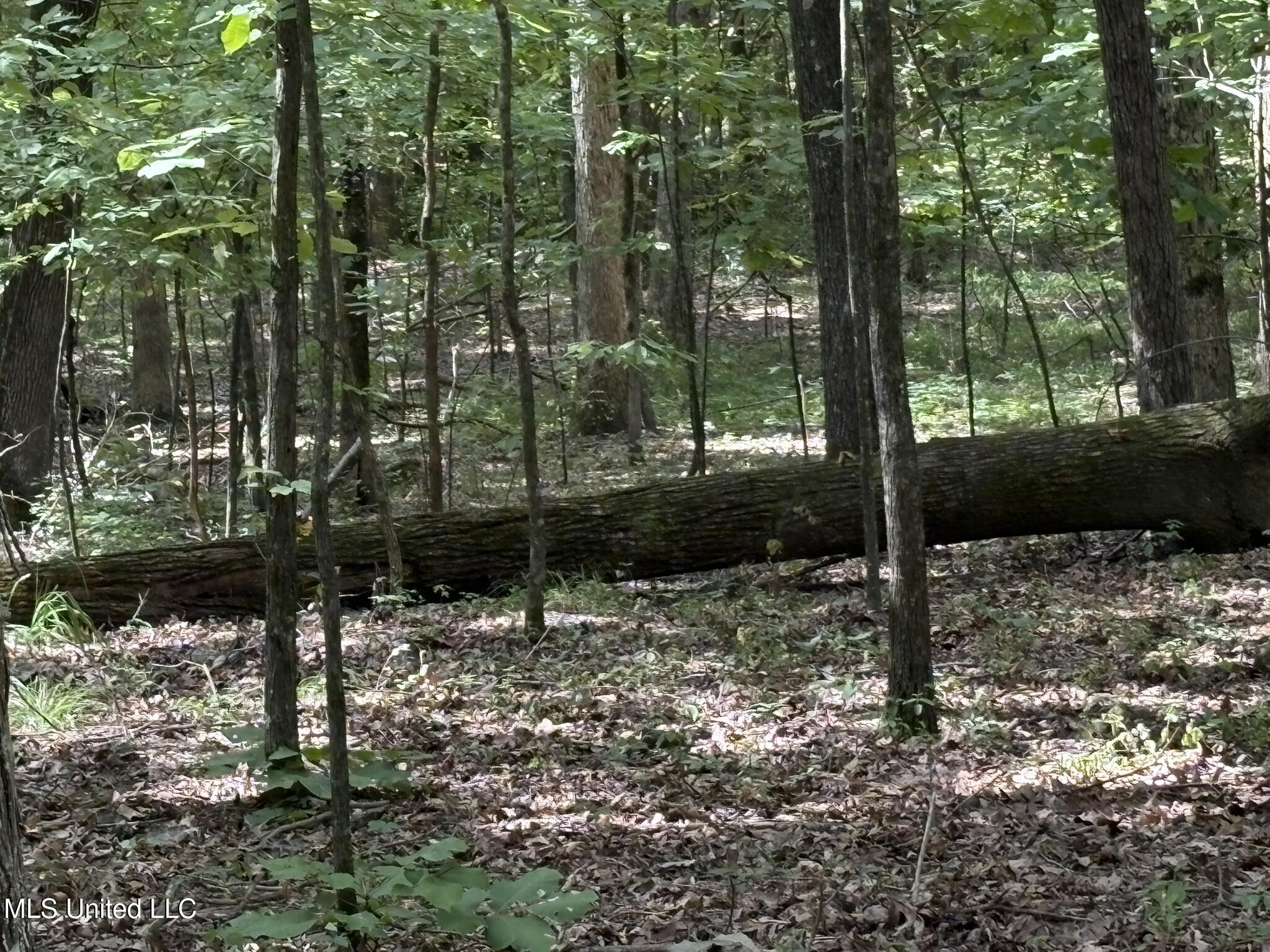 333 Paul White Road Property Photo 49