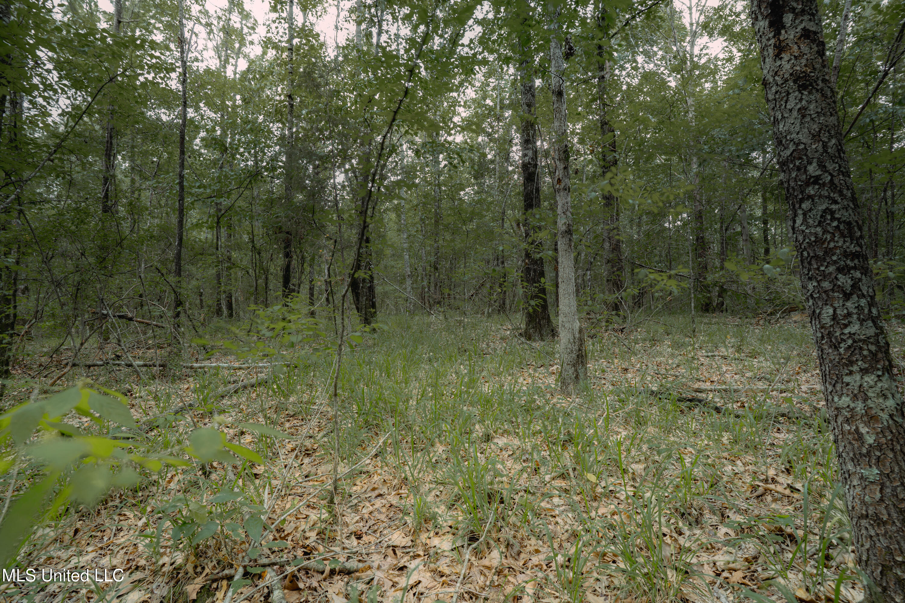 000 Dog Pen Rd Property Photo 6