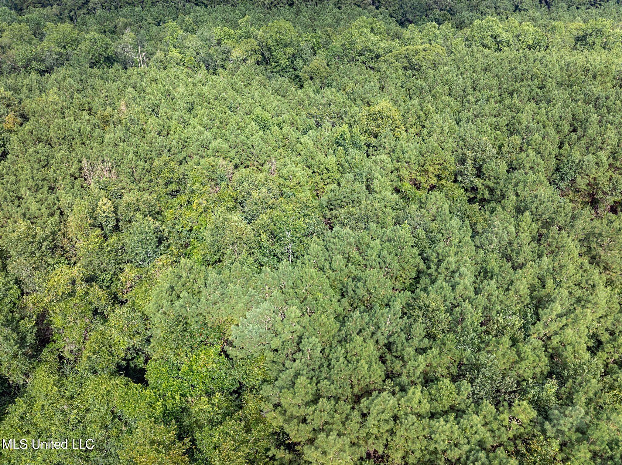 Parcel C J. Runnels Road Property Photo 11