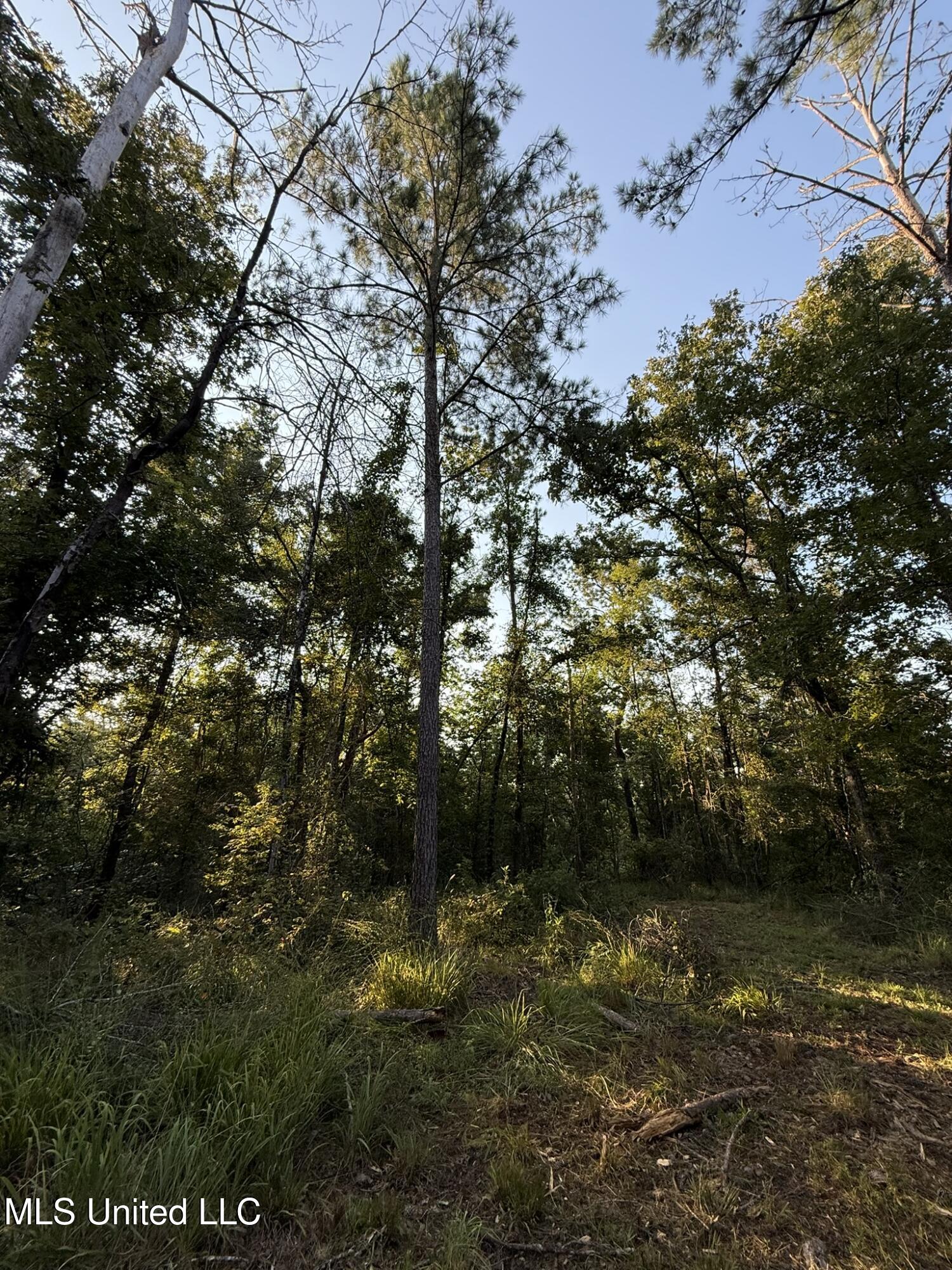 Sumrall Road Property Photo 7