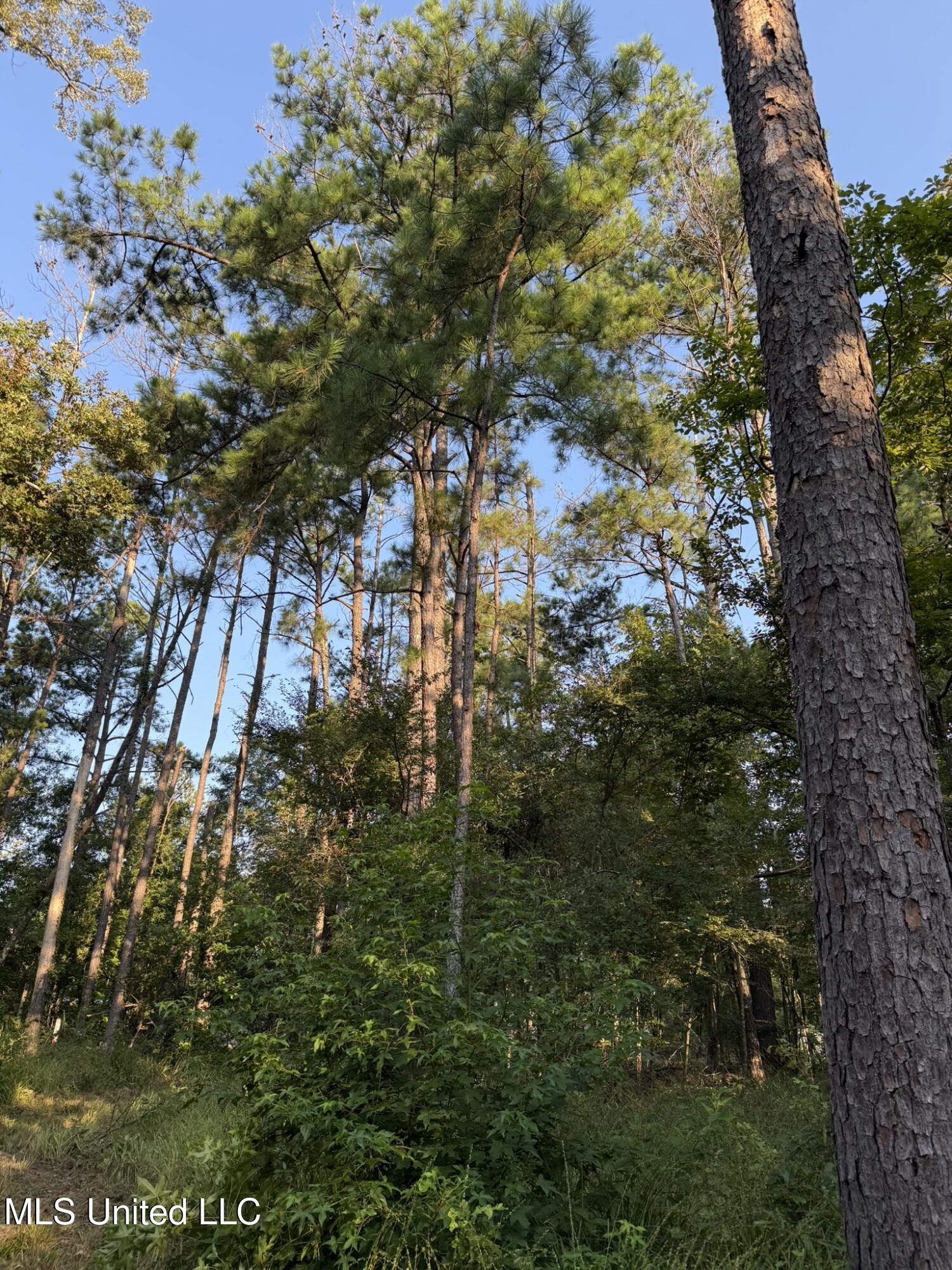 Sumrall Road Property Photo 8
