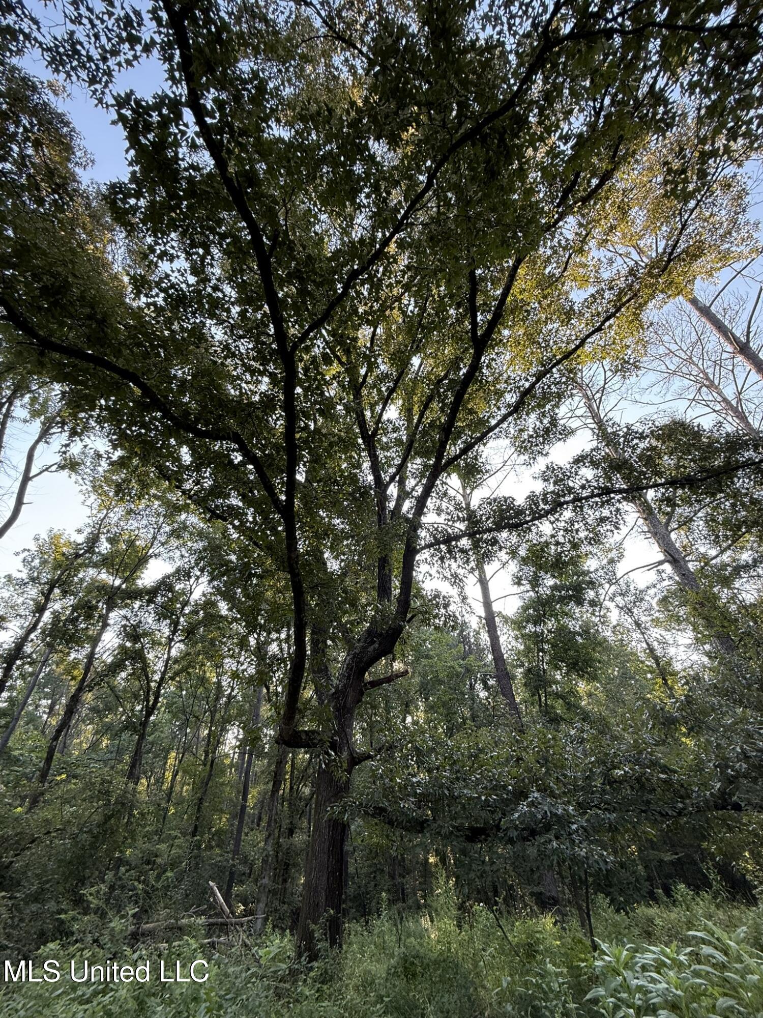 Sumrall Road Property Photo 9