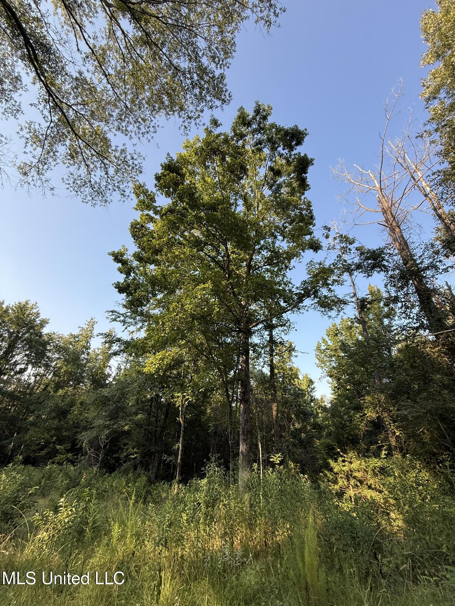 Sumrall Road Property Photo 12