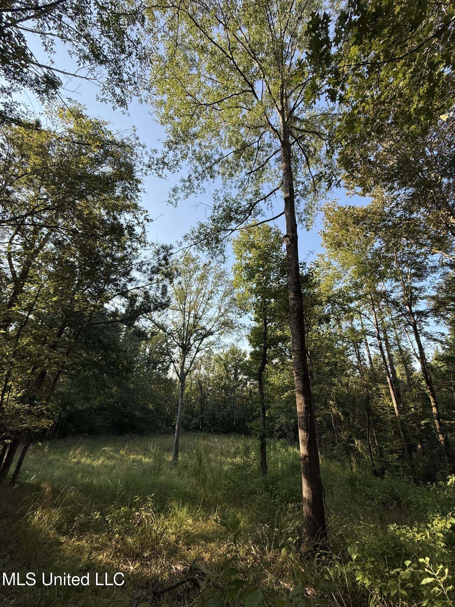 Sumrall Road Property Photo 14