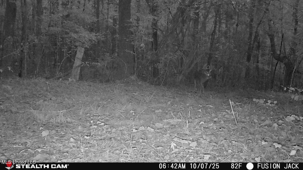 3141 Highway 43 N Property Photo 98