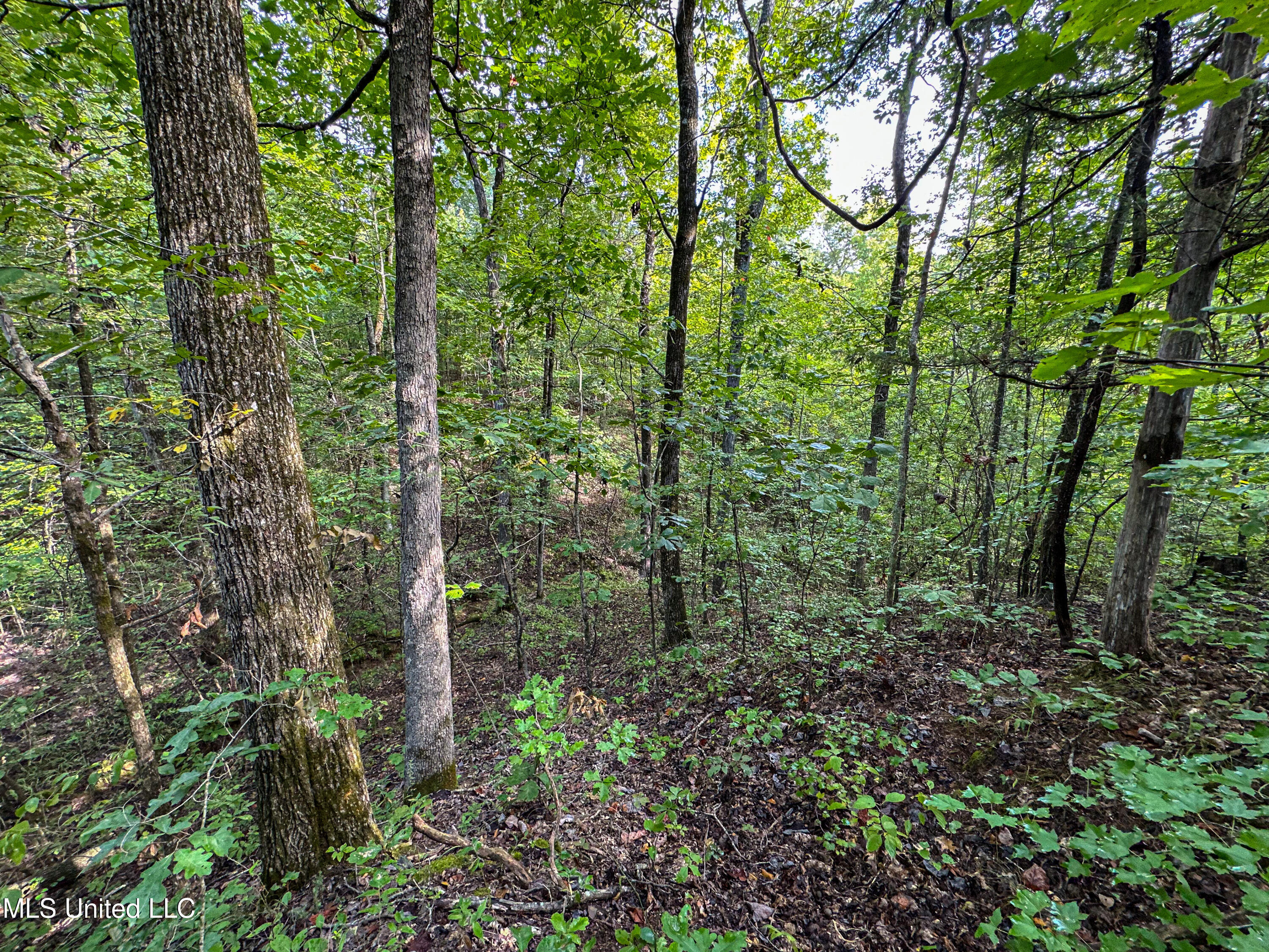 01 Highway 82 Property Photo 6