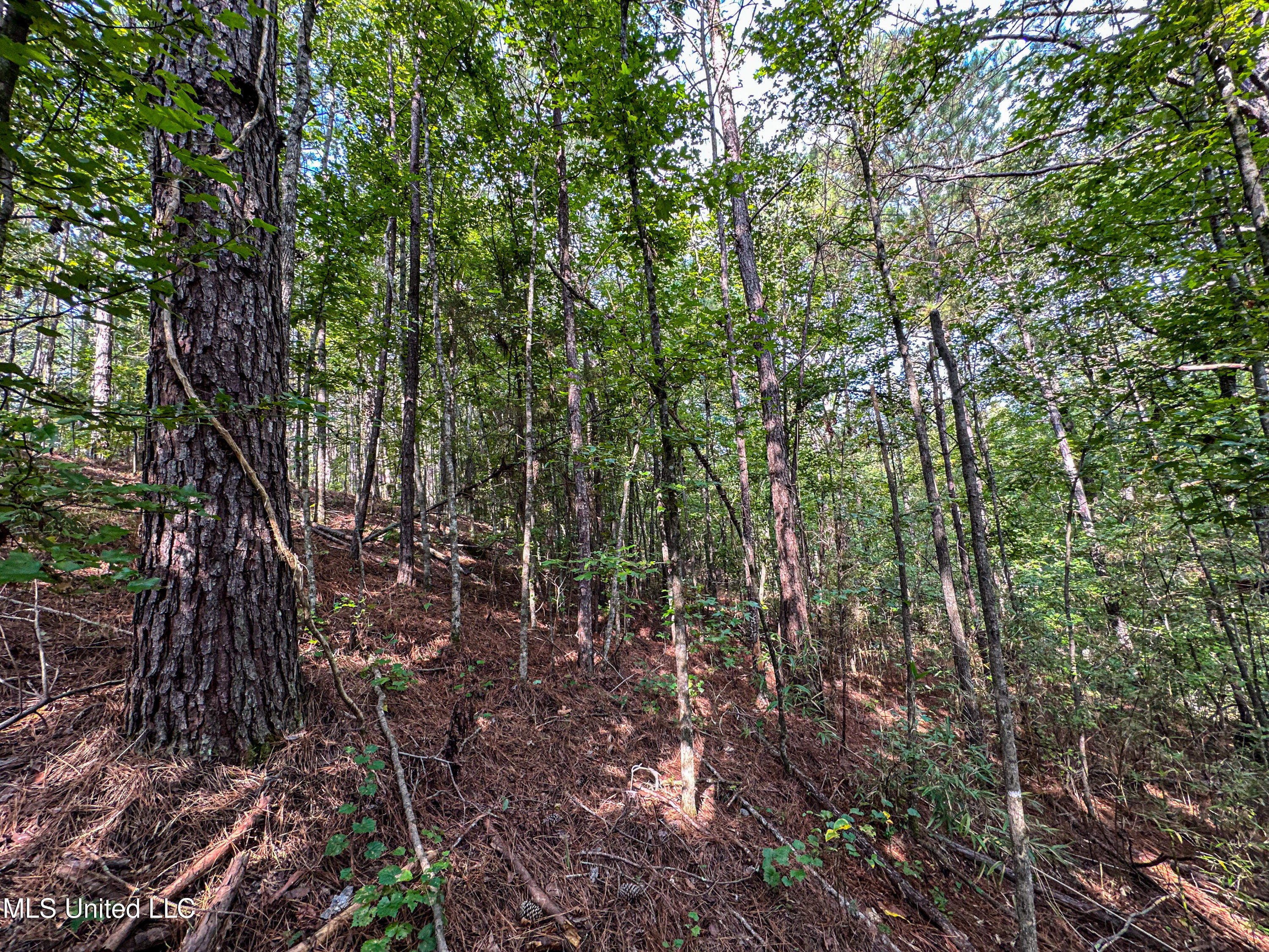 01 Highway 82 Property Photo 30