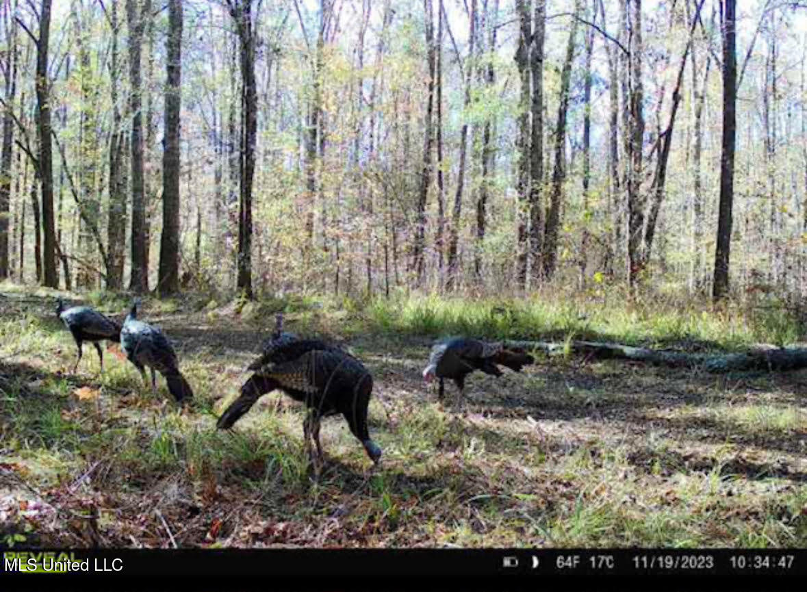 2 Dry Grove Road Property Photo 12