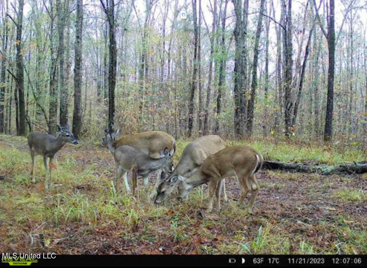 2 Dry Grove Road Property Photo 13