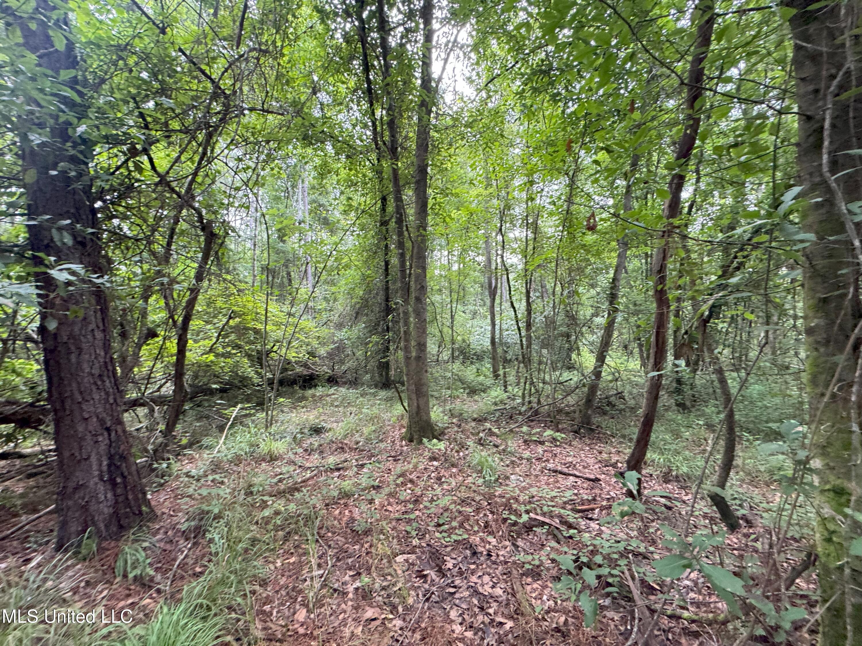 0-cdt5 Louisiana Highway 442 Property Photo 4