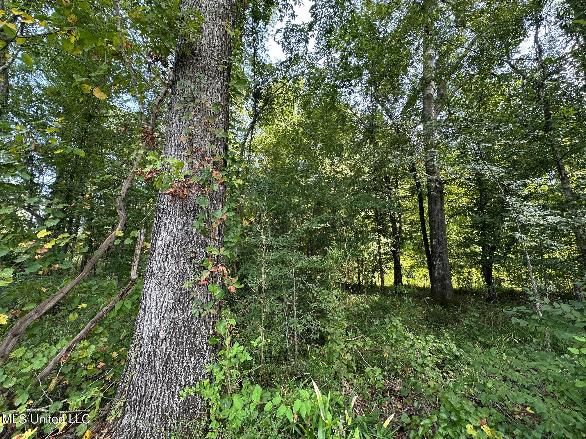 4 Prentiss Crump Road Property Photo 3