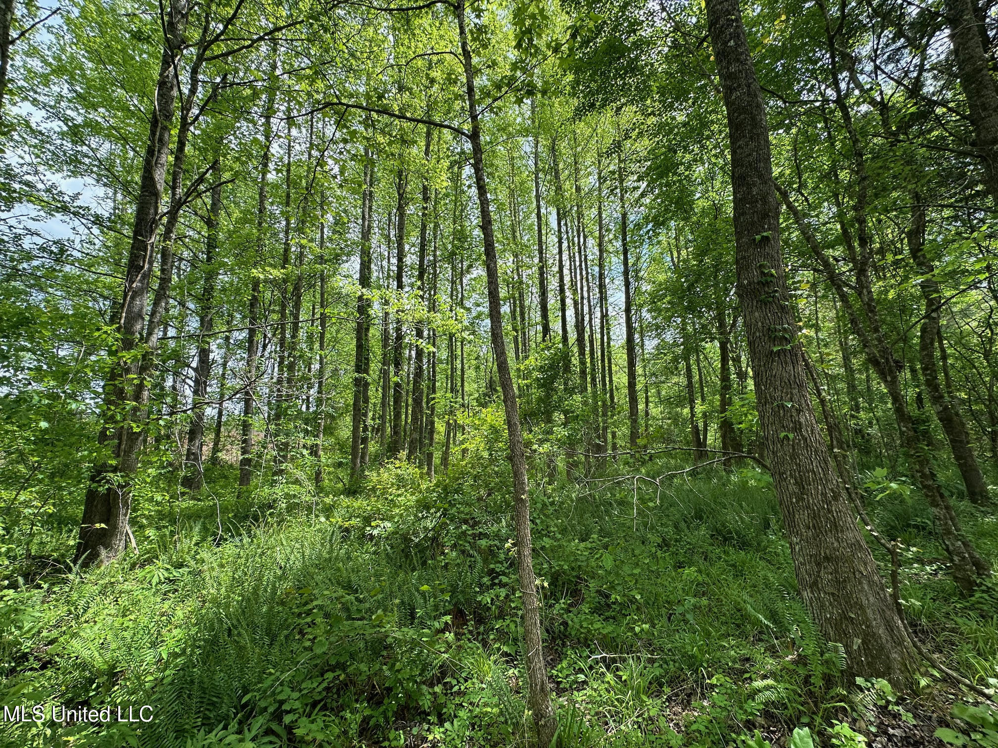 0 Highway 440 Property Photo 11