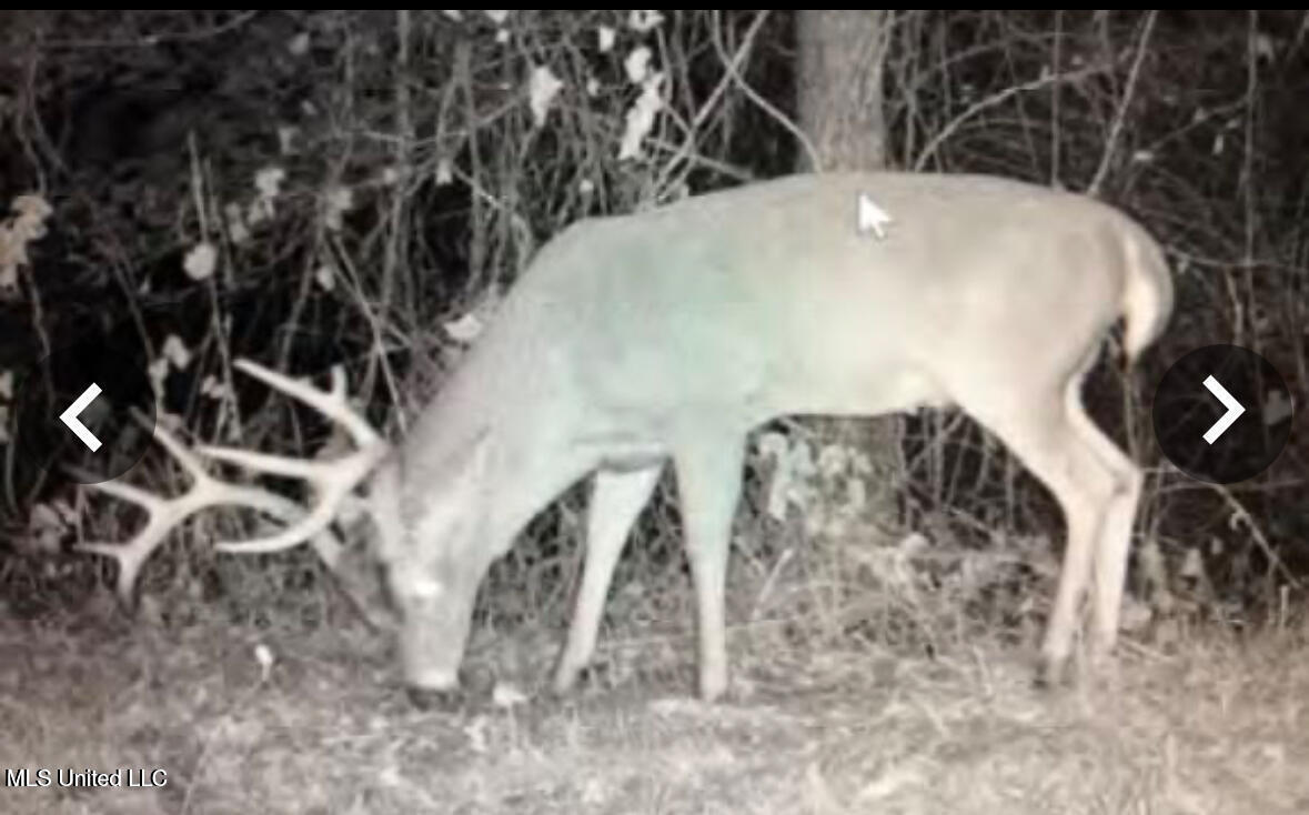 Putnam Road Property Photo 35