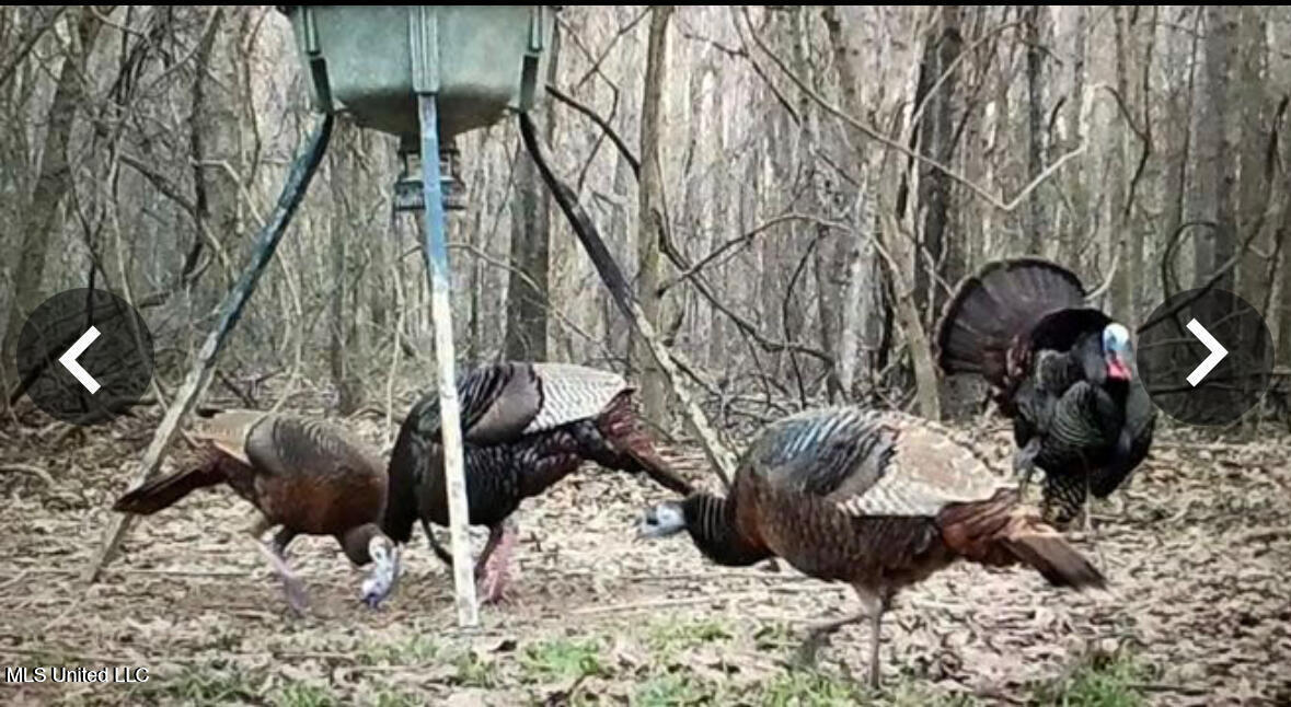 Putnam Road Property Photo 41