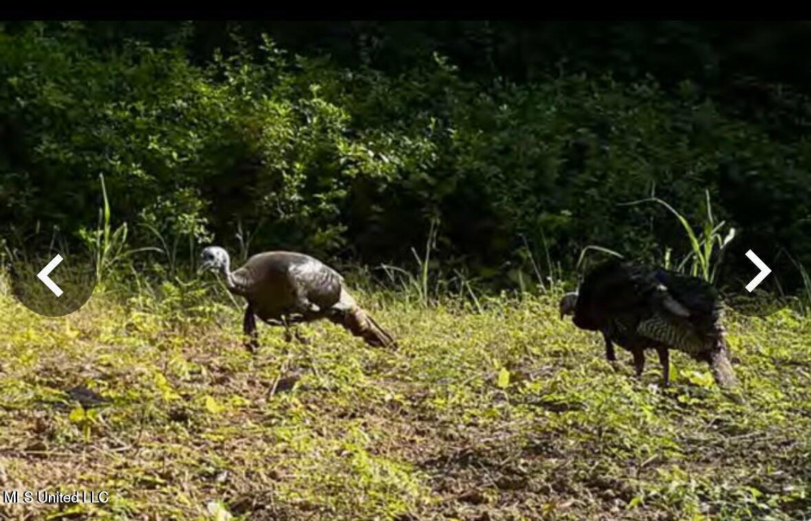 Putnam Road Property Photo 42