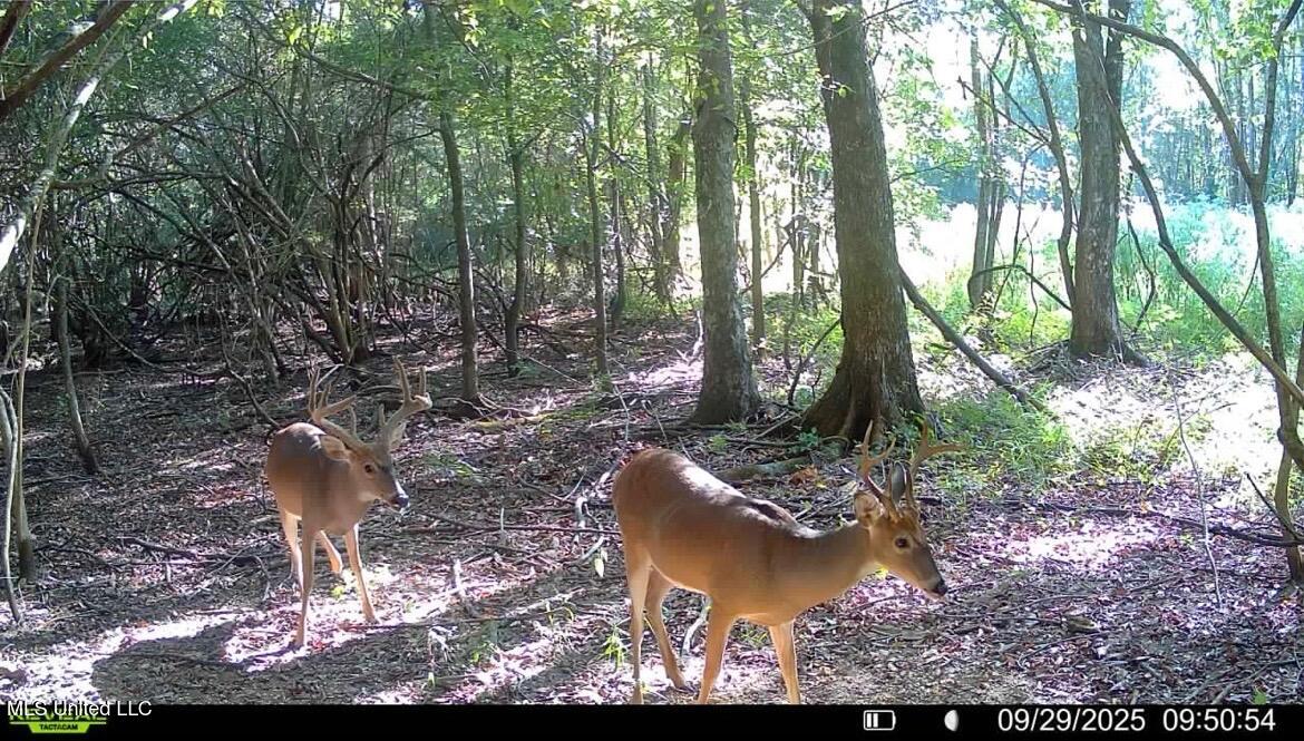 Putnam Road Property Photo 55