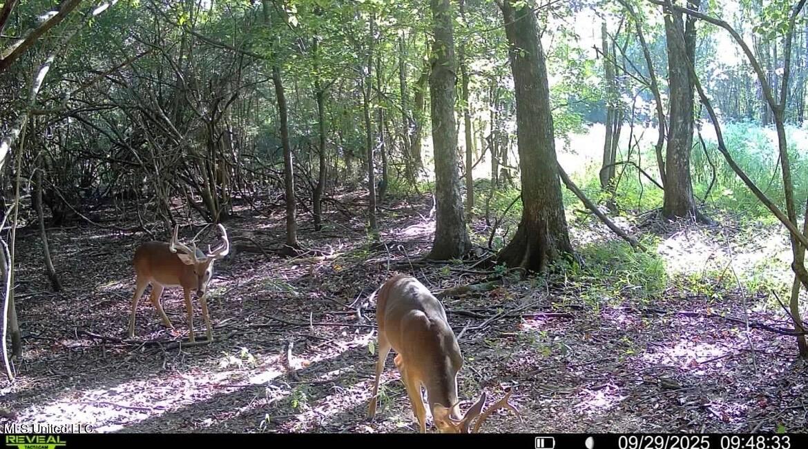 Putnam Road Property Photo 56