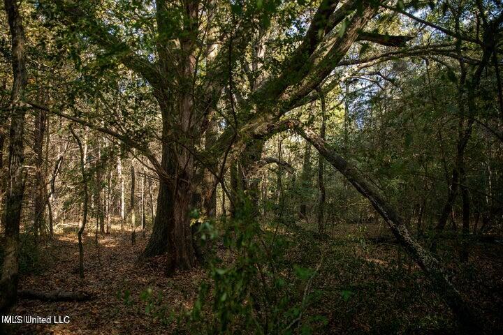 Vaughan Rd Road Property Photo 14