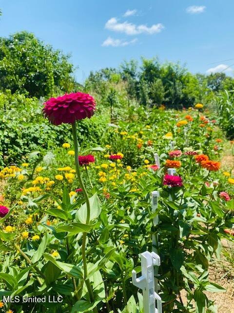 1541 Frank Hall Road Property Photo 8