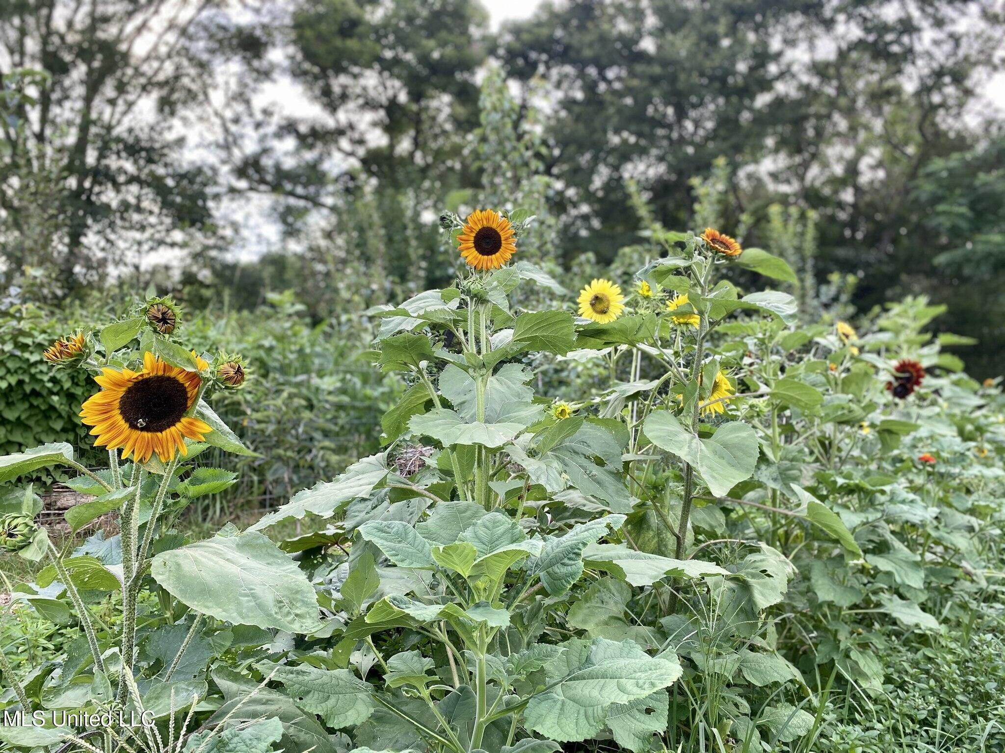 1541 Frank Hall Road Property Photo 9