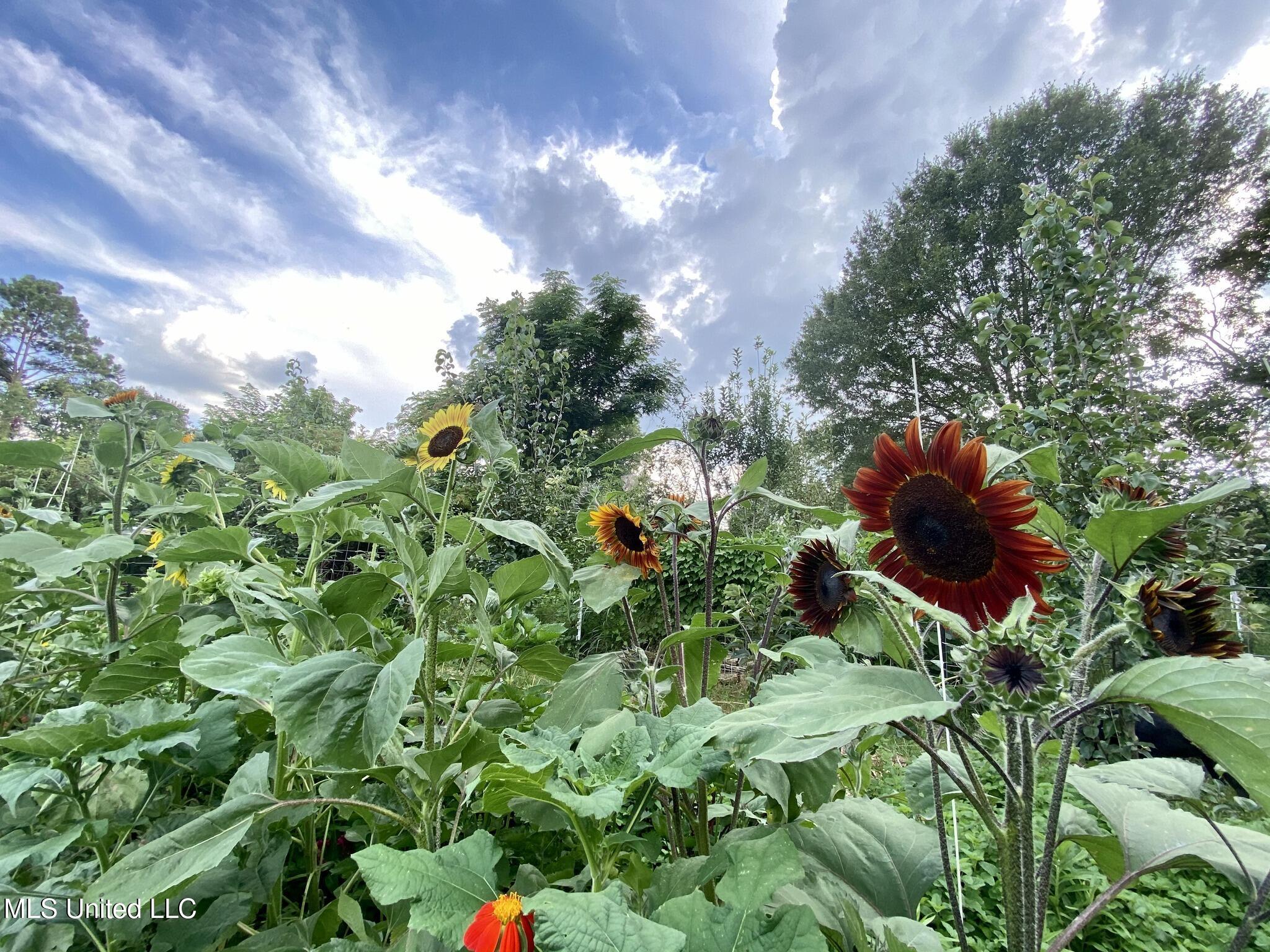 1541 Frank Hall Road Property Photo 11