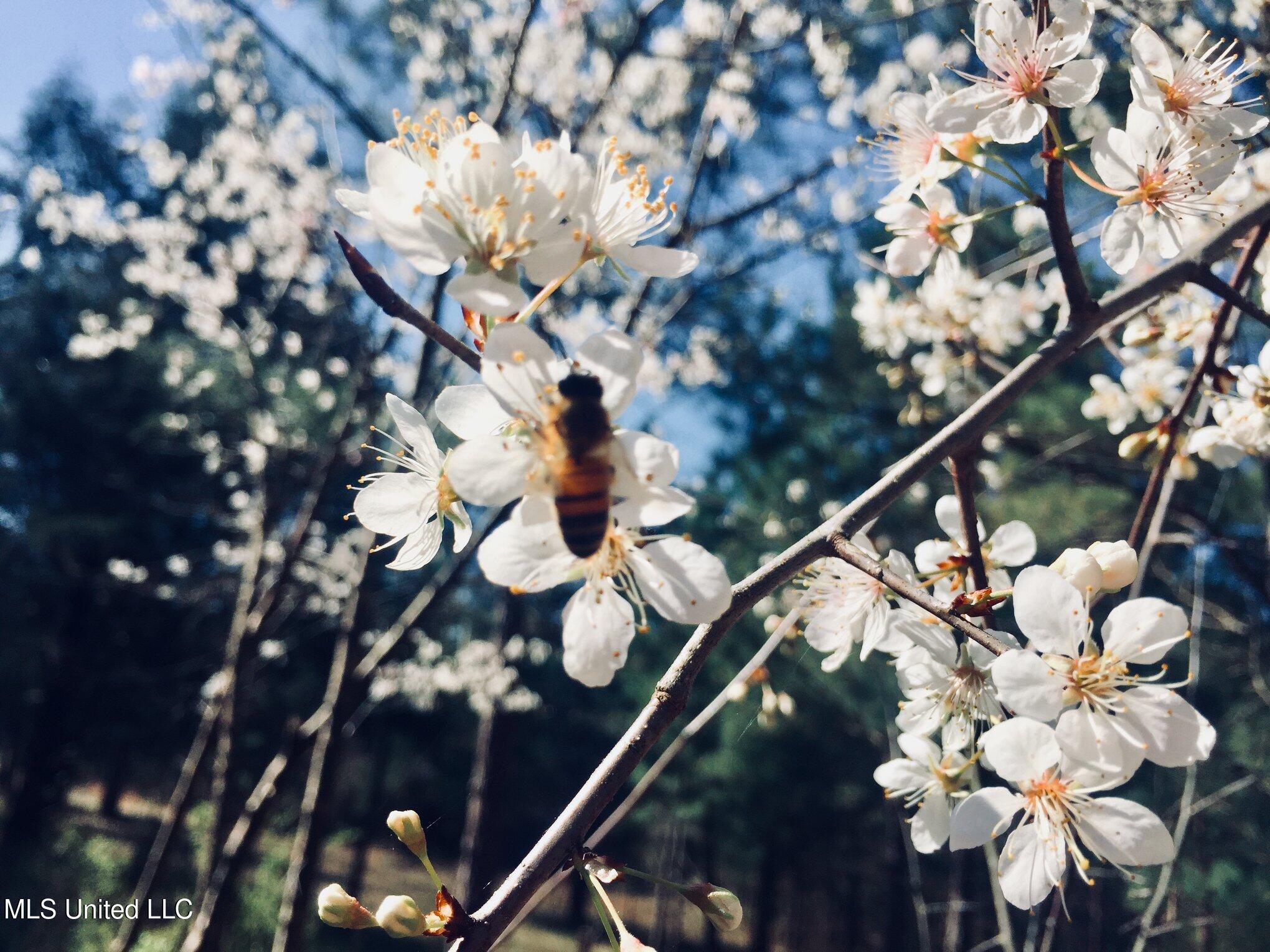 1541 Frank Hall Road Property Photo 13