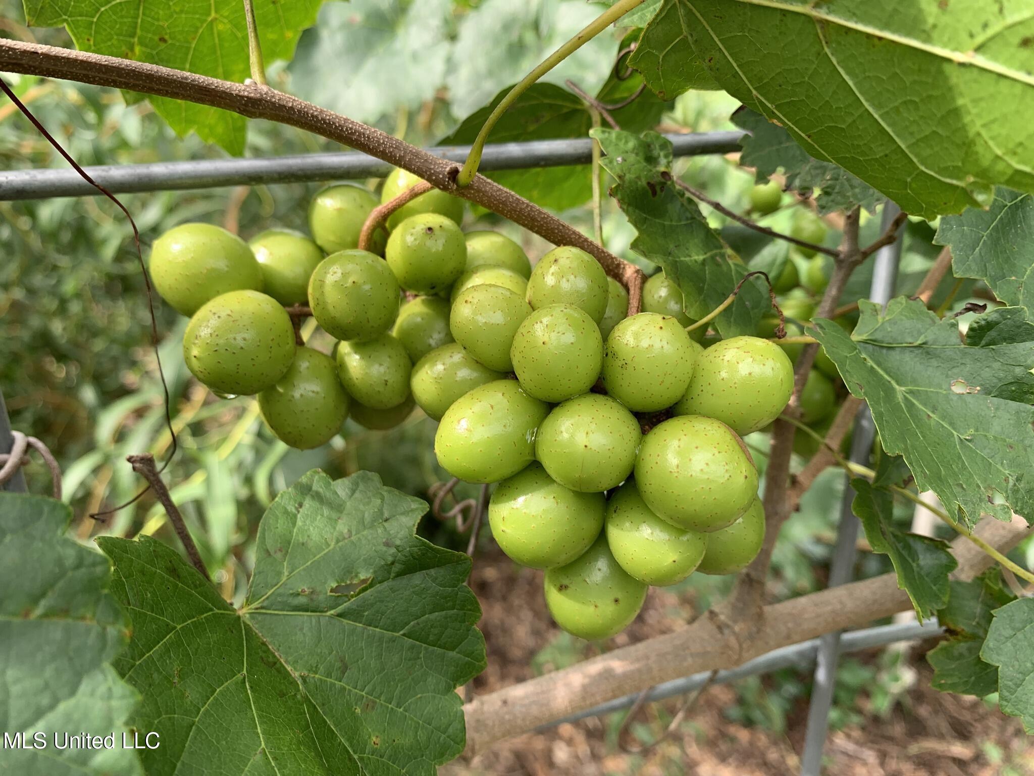 1541 Frank Hall Road Property Photo 14