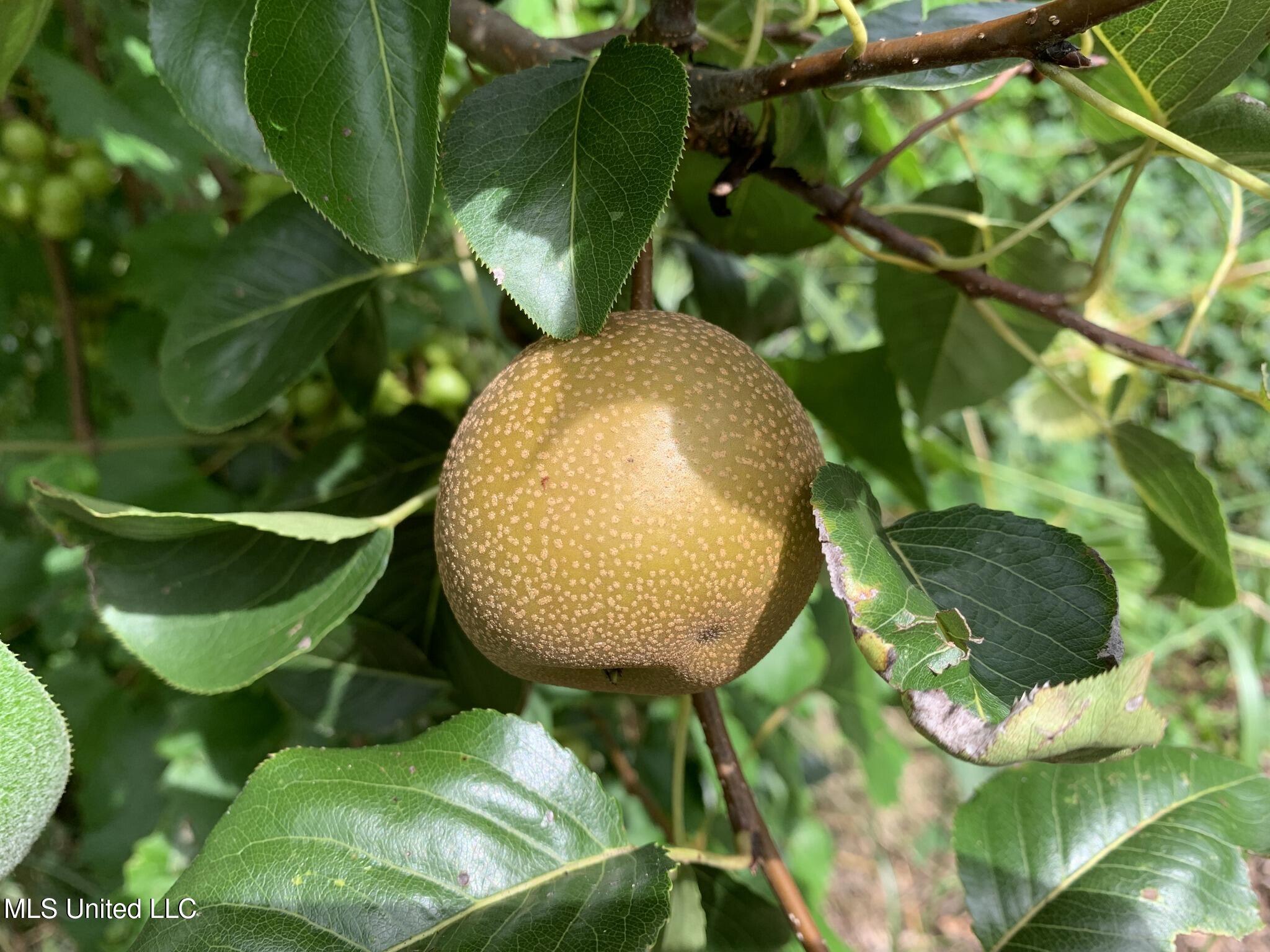 1541 Frank Hall Road Property Photo 15