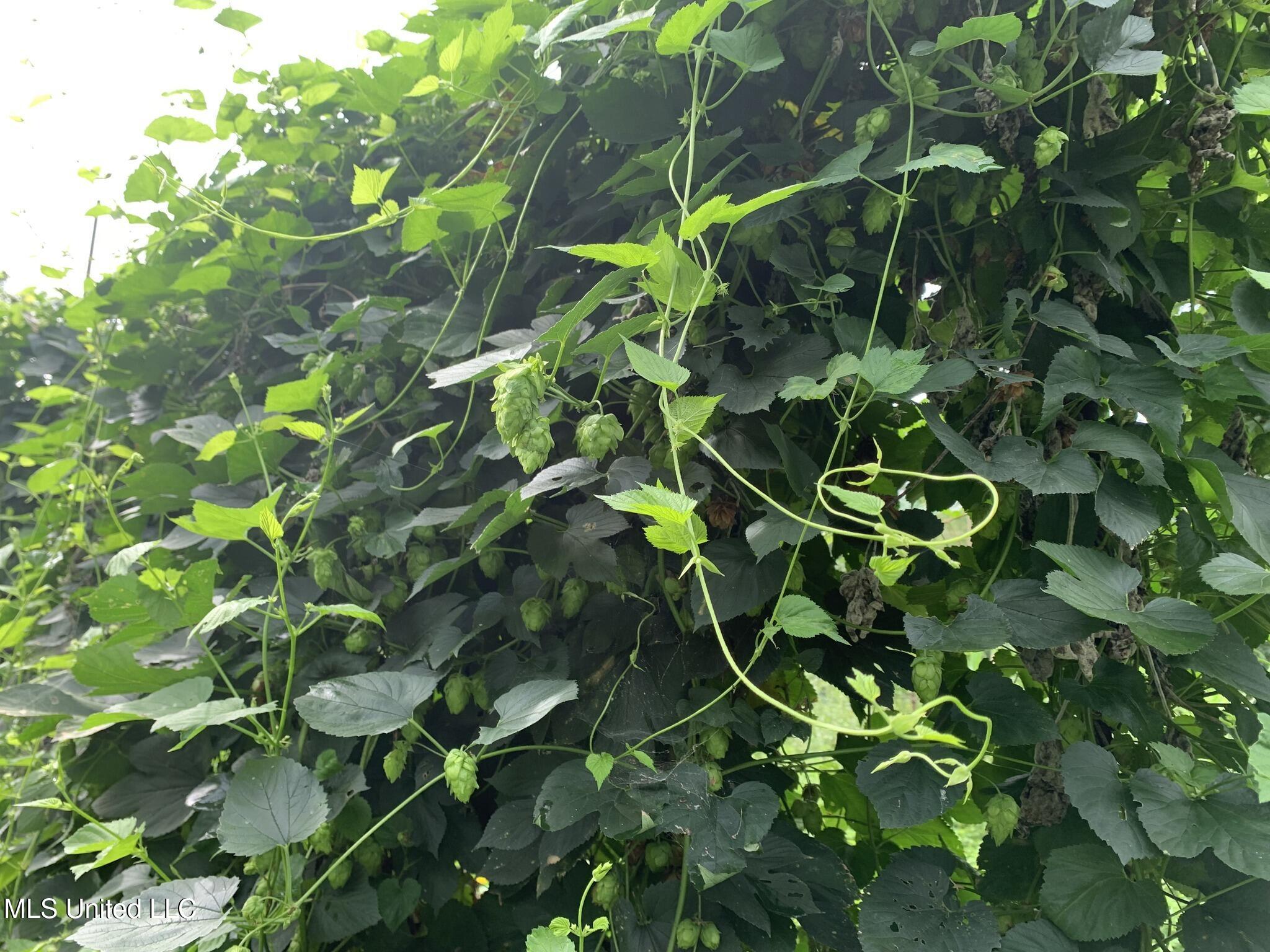 1541 Frank Hall Road Property Photo 16