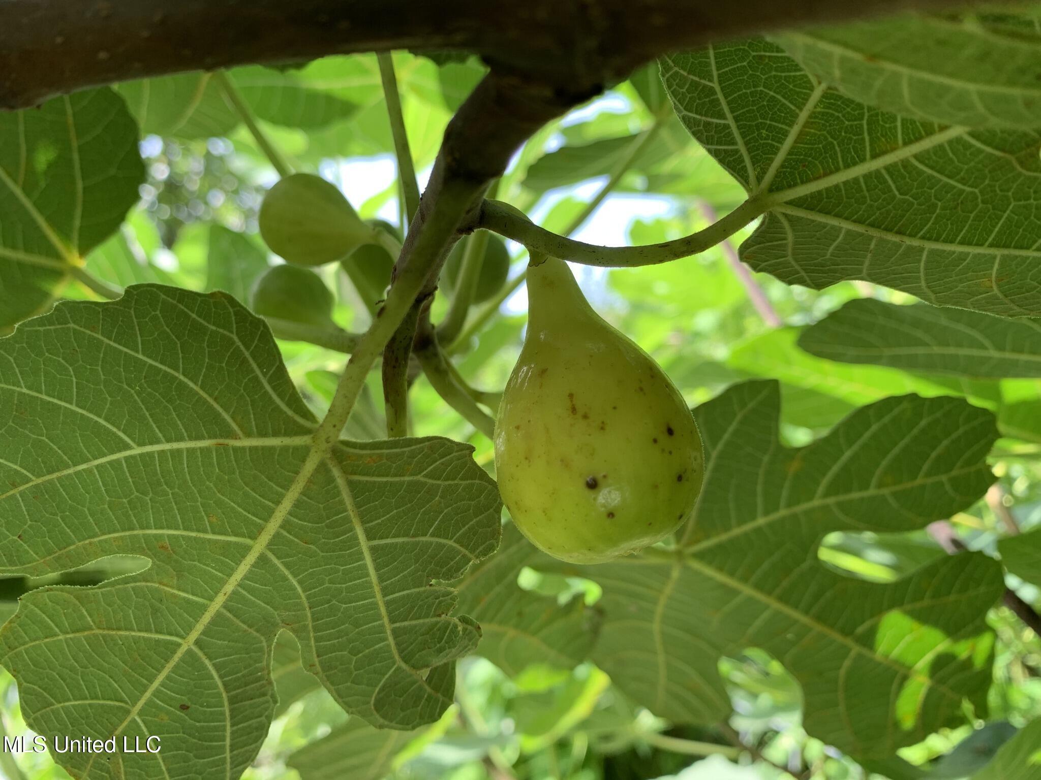 1541 Frank Hall Road Property Photo 17