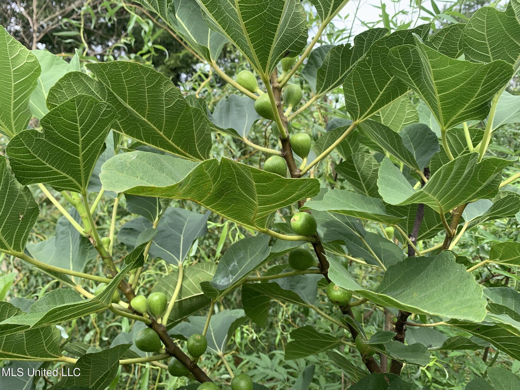 1541 Frank Hall Road Property Photo 18