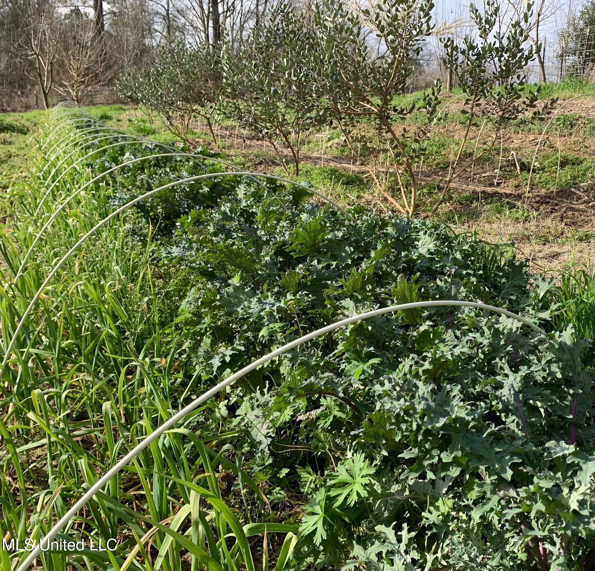 1541 Frank Hall Road Property Photo 19