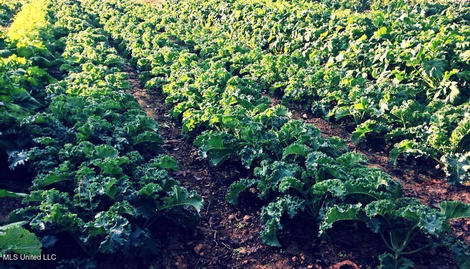 1541 Frank Hall Road Property Photo 20