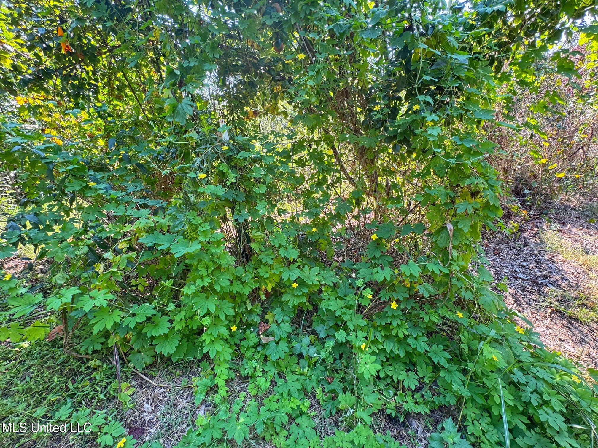 1541 Frank Hall Road Property Photo 21