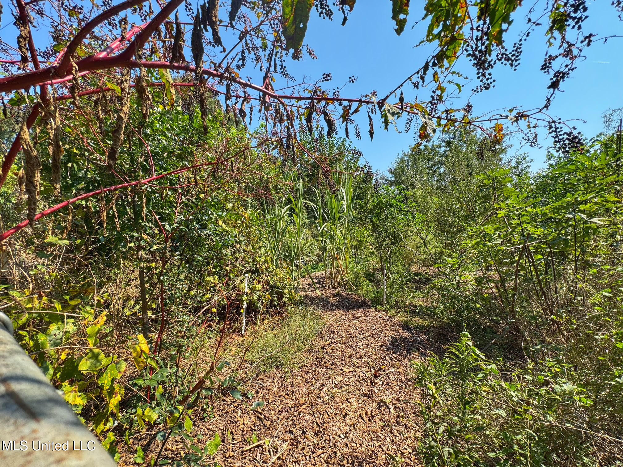 1541 Frank Hall Road Property Photo 22