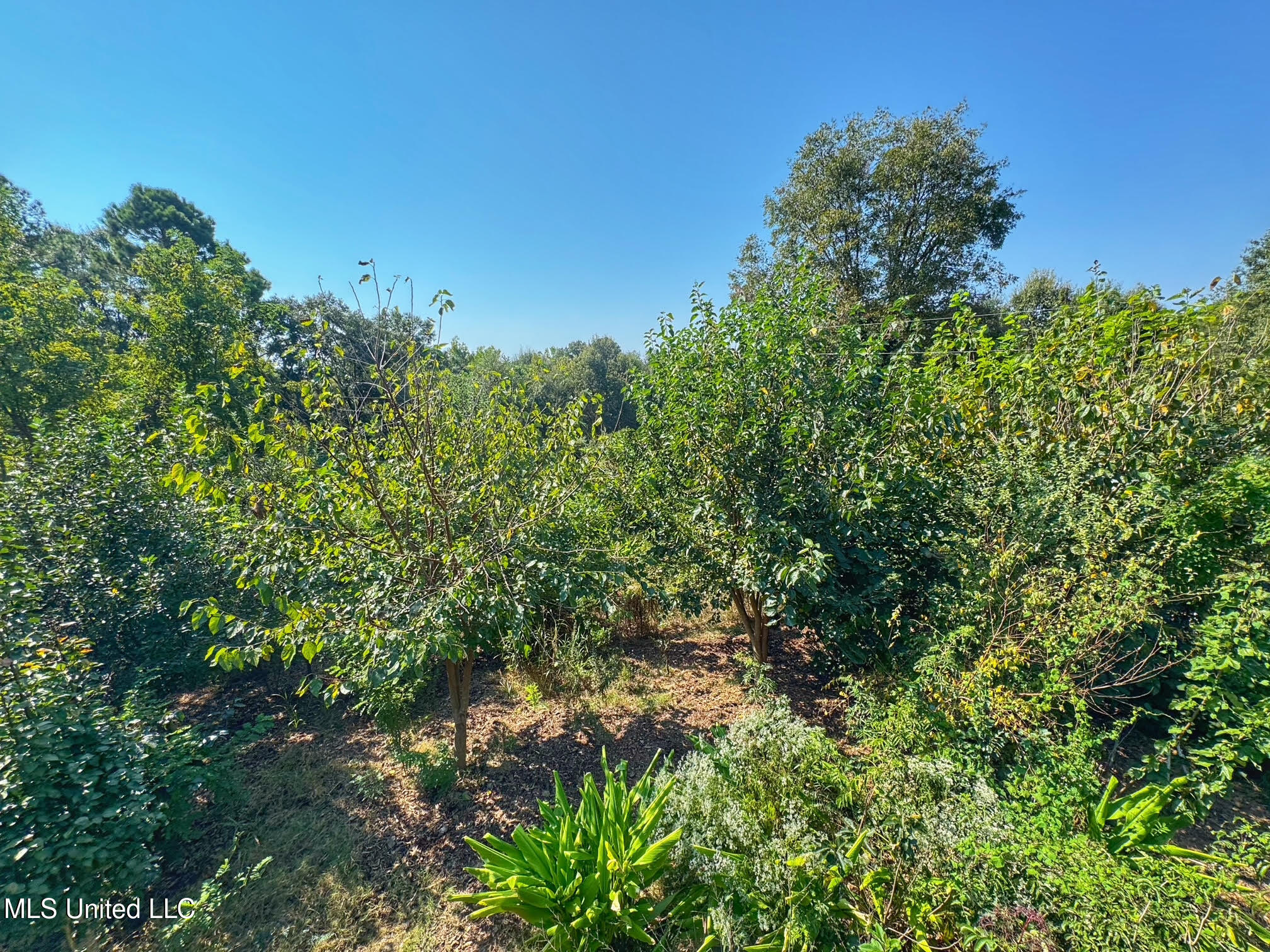 1541 Frank Hall Road Property Photo 29