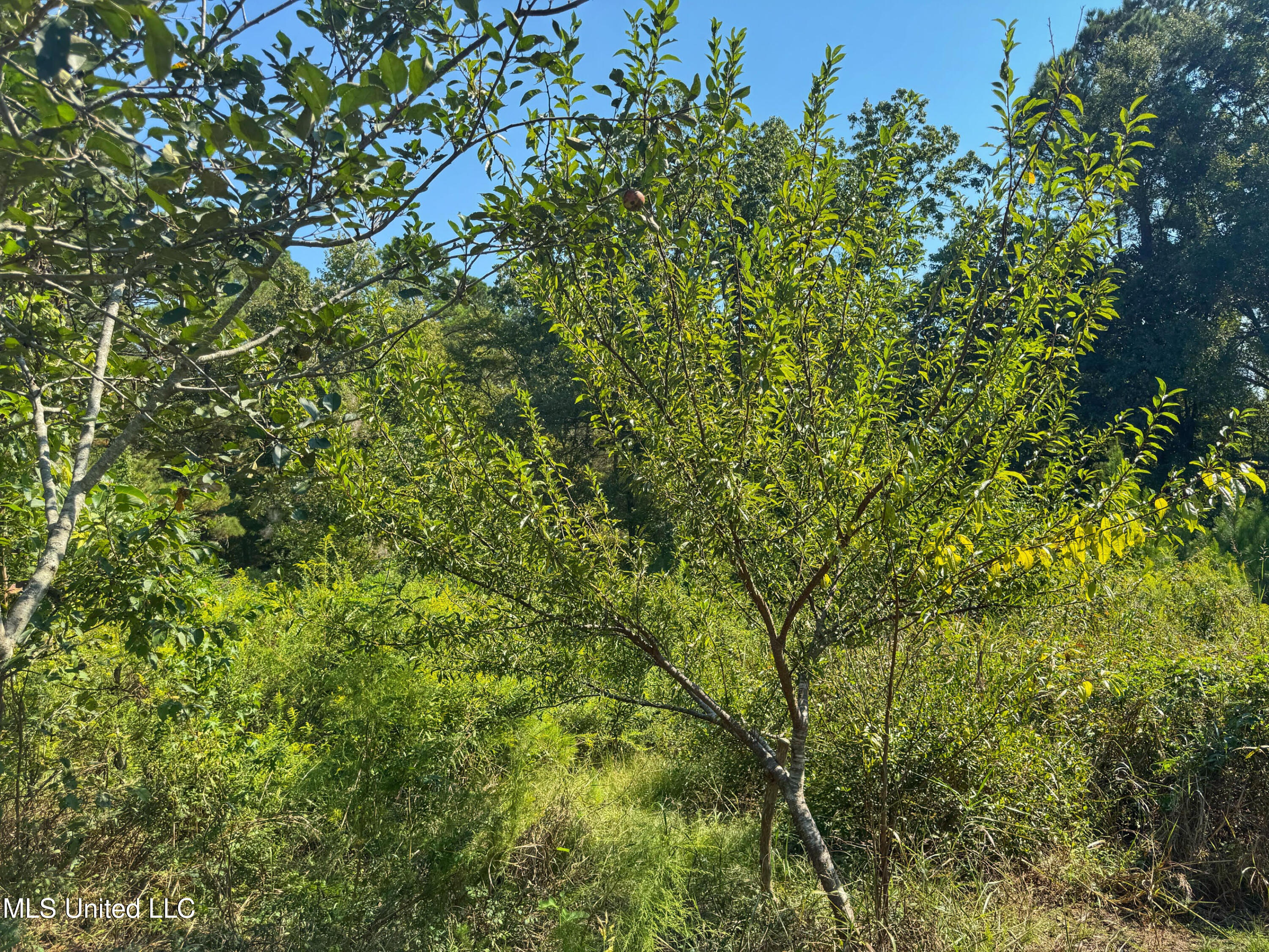 1541 Frank Hall Road Property Photo 33