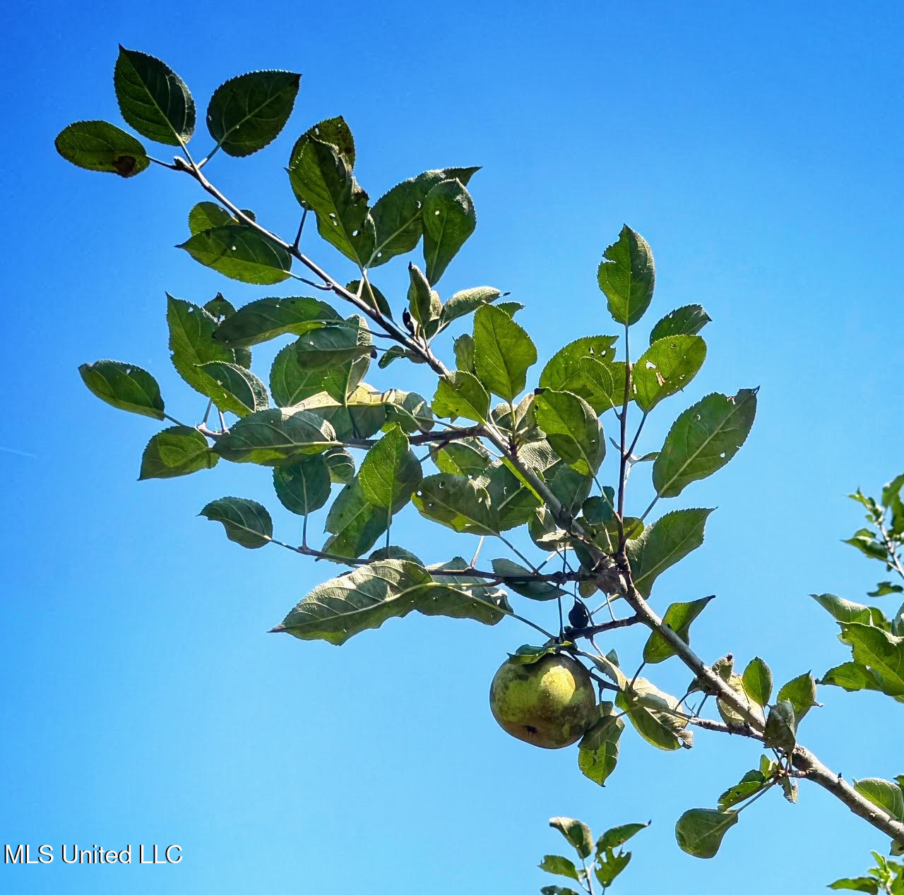 1541 Frank Hall Road Property Photo 34