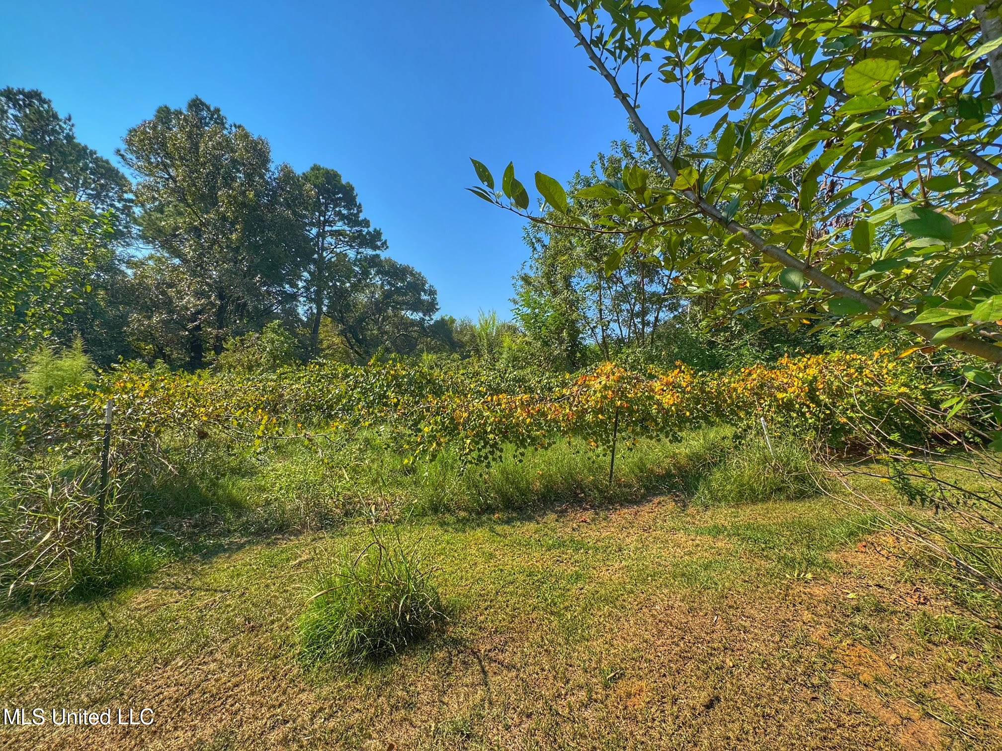 1541 Frank Hall Road Property Photo 36