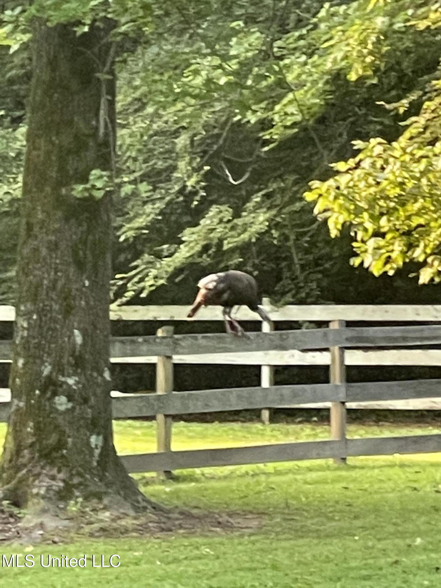 4575 Roman Dell Cove Property Photo 55