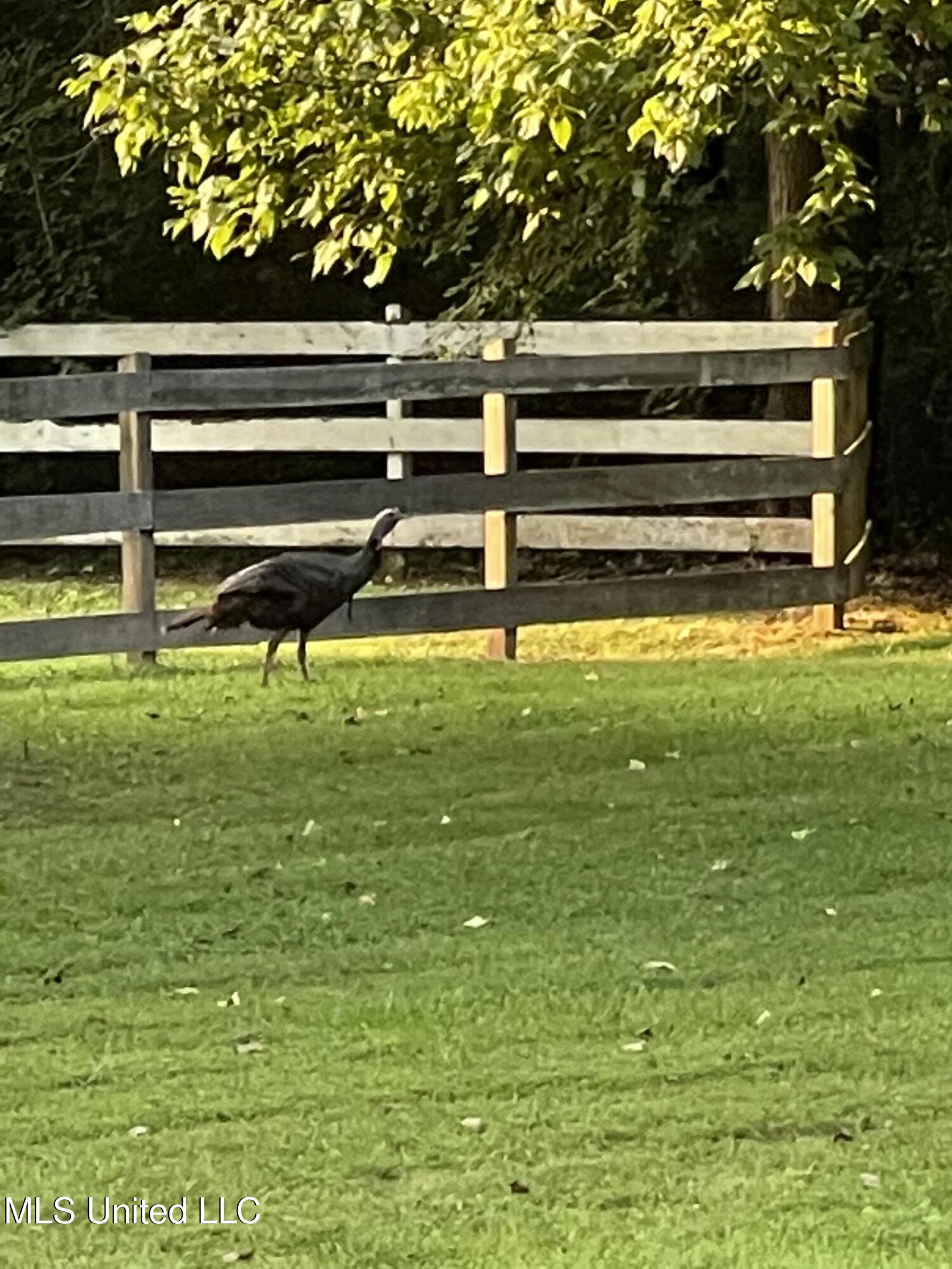 4575 Roman Dell Cove Property Photo 56