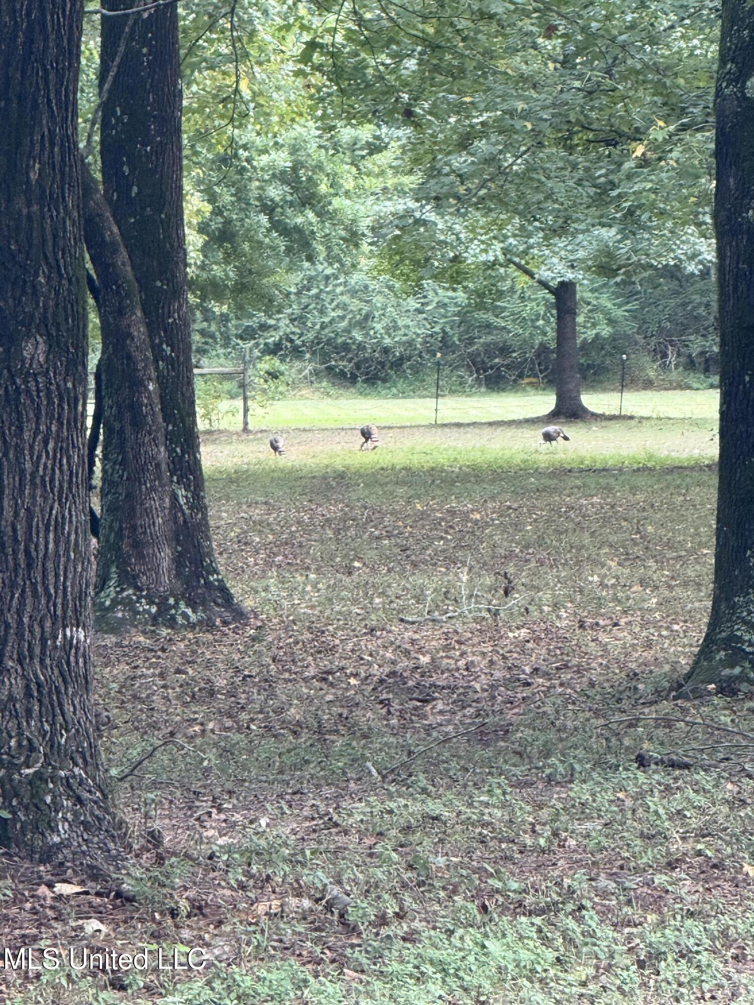 4575 Roman Dell Cove Property Photo 57