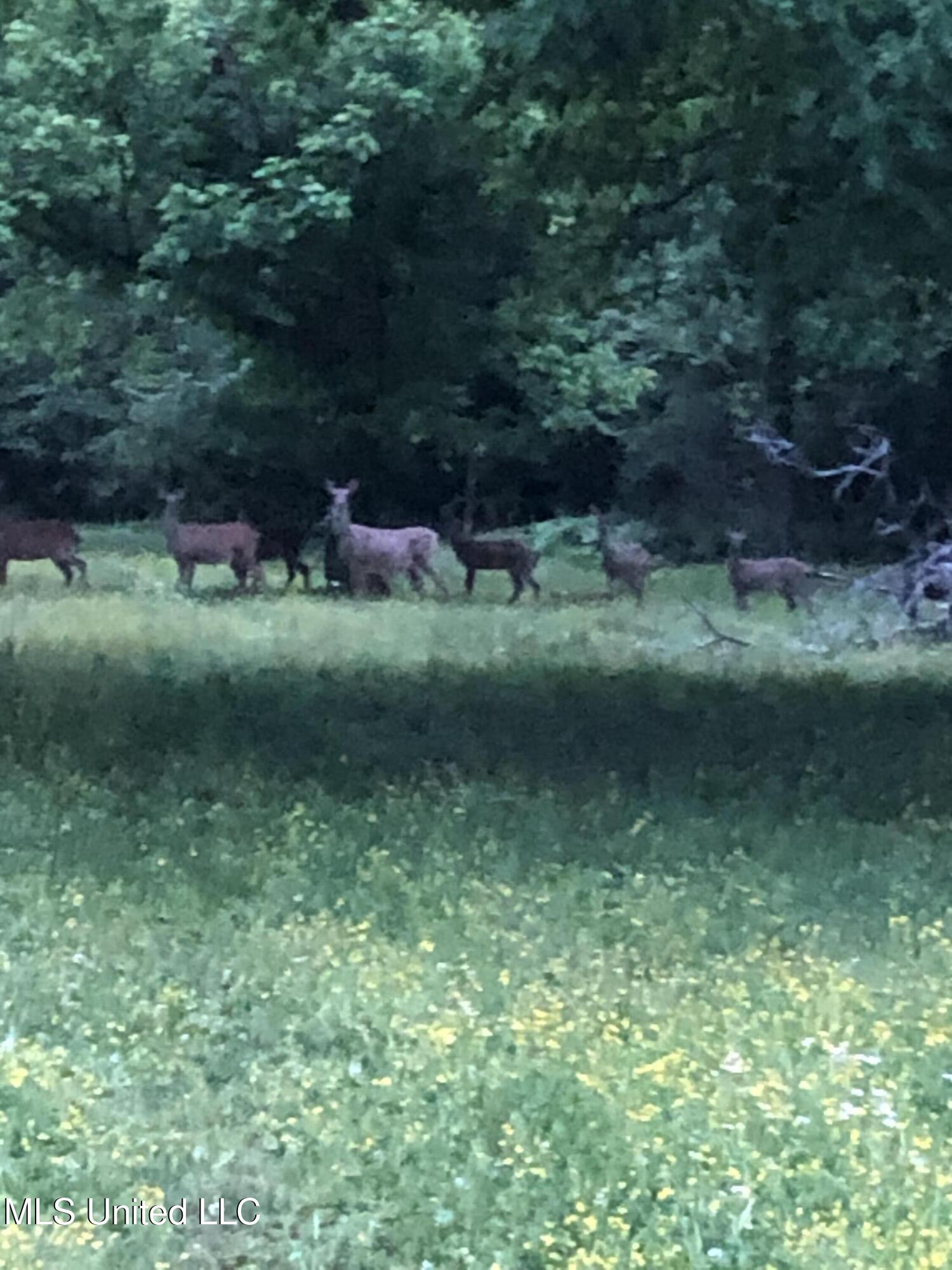 4575 Roman Dell Cove Property Photo 58