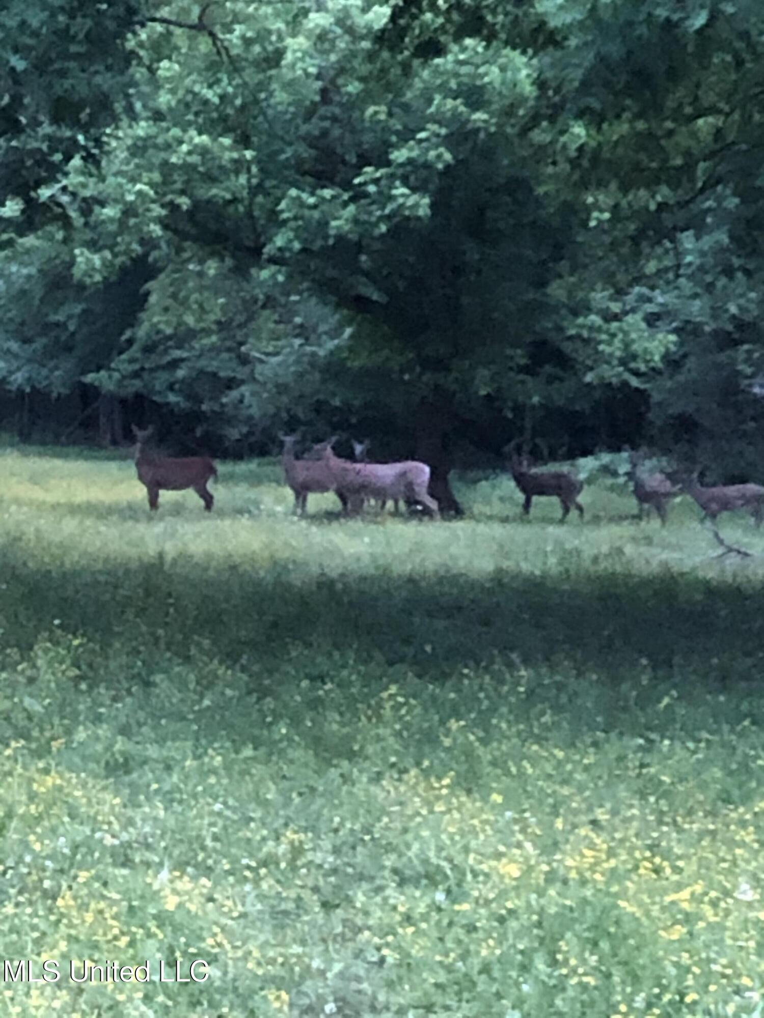 4575 Roman Dell Cove Property Photo 59