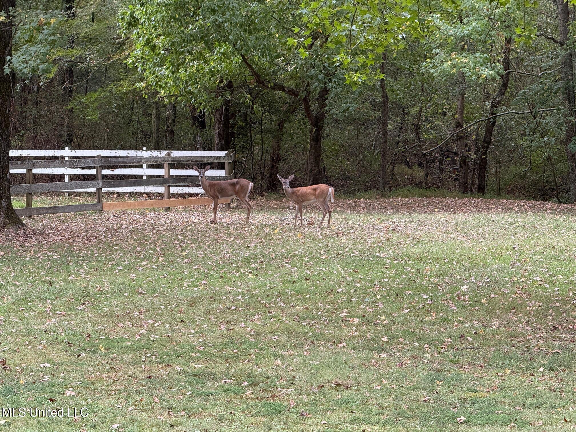 4575 Roman Dell Cove Property Photo 60